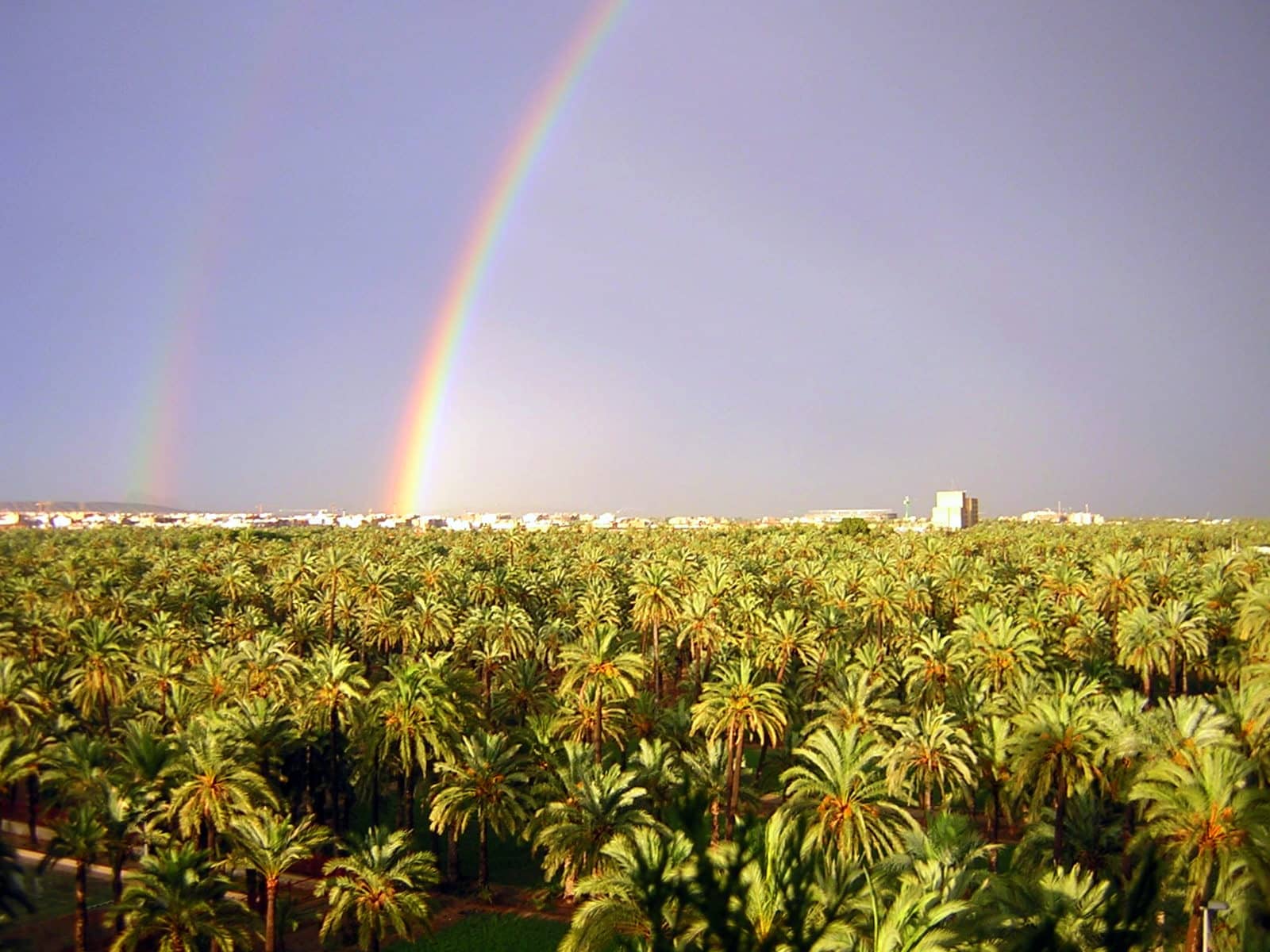 Palmeral de Elche