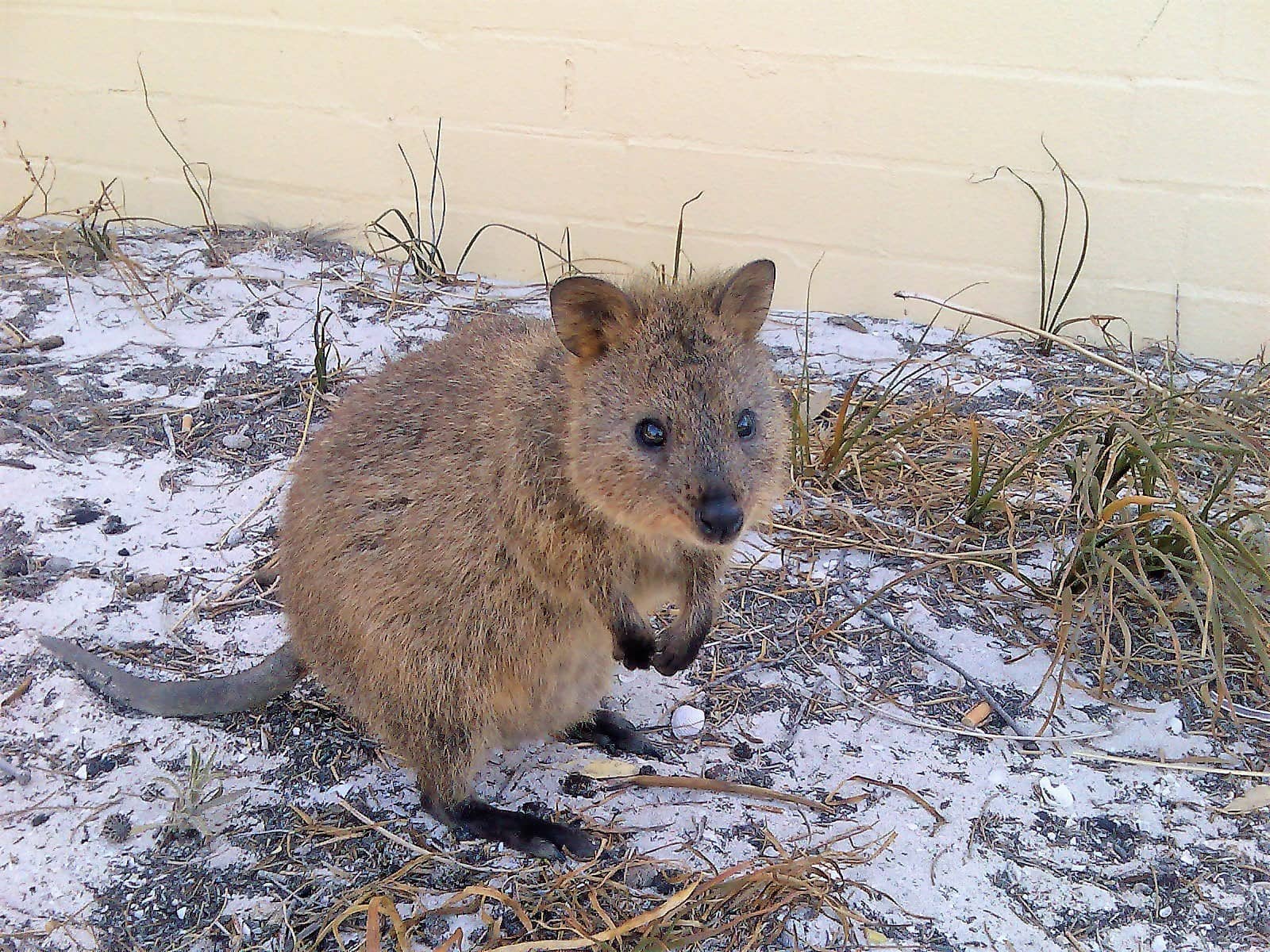 Quokka Encounters