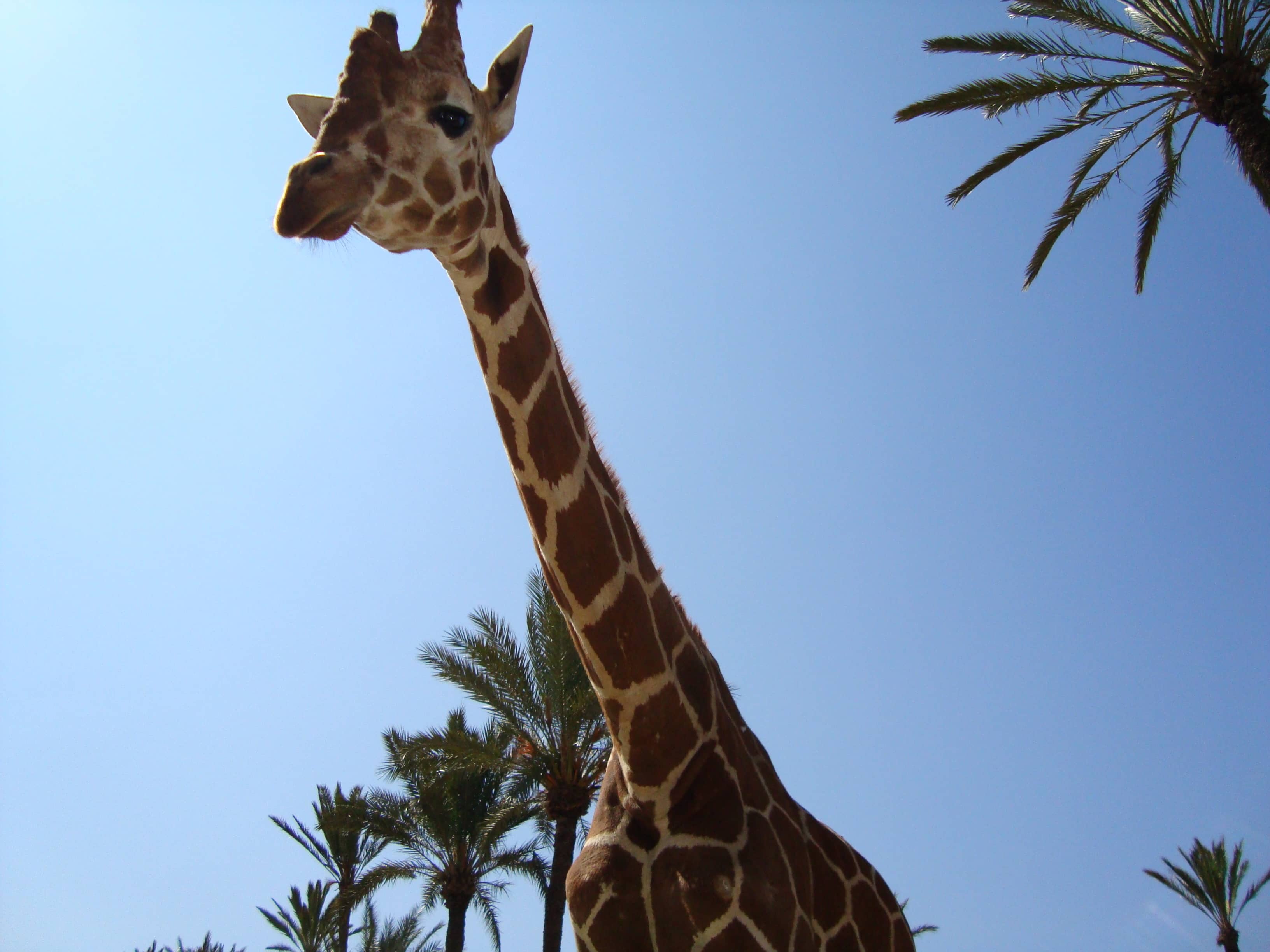 Animal Encounters