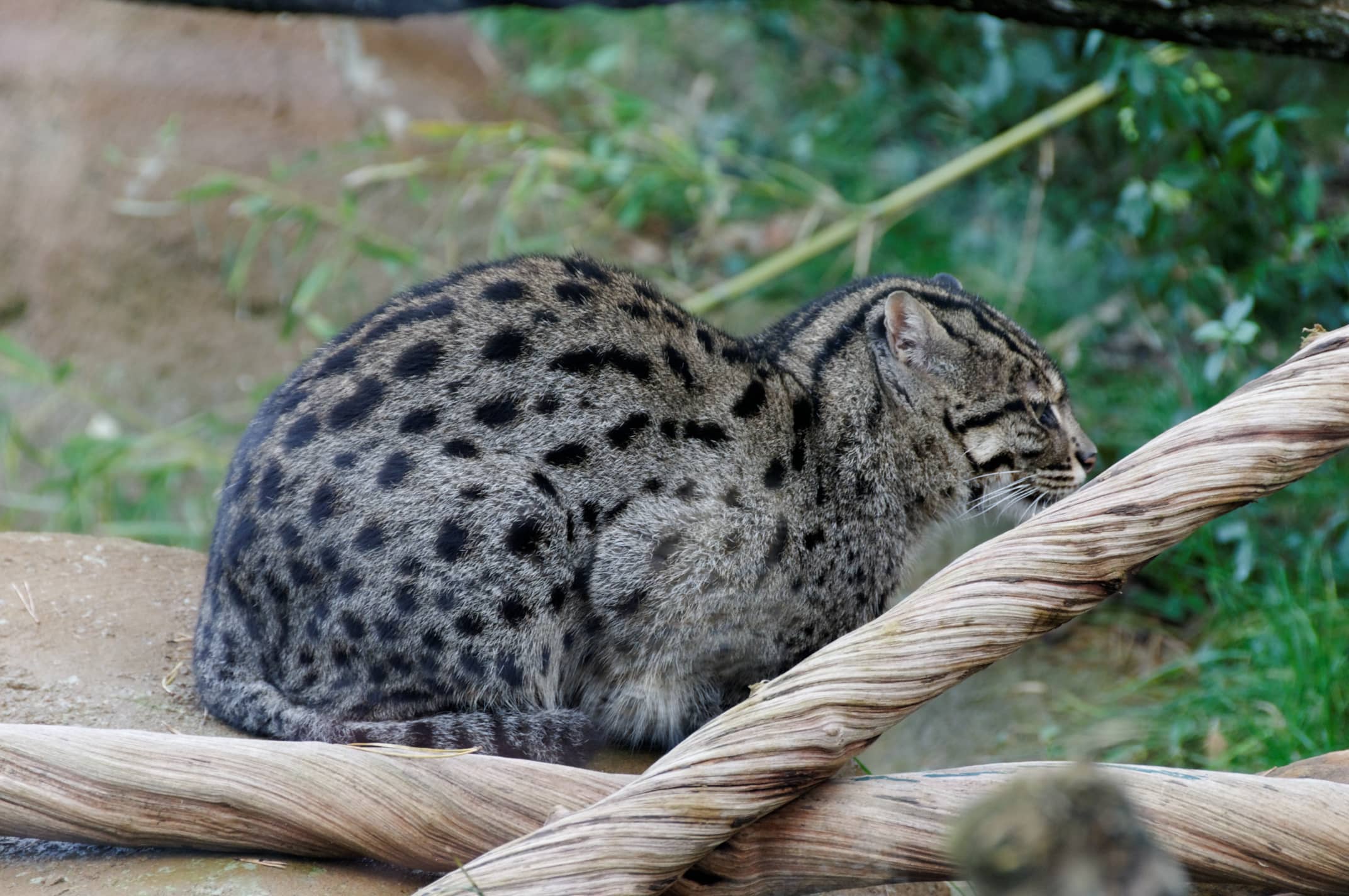 Big Cats