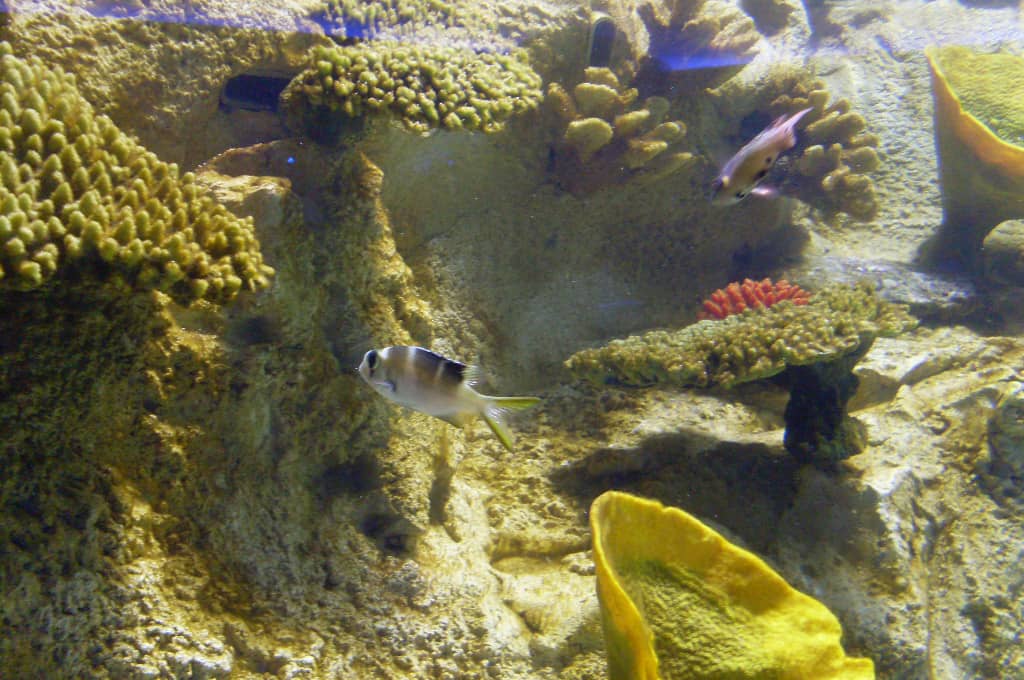 Coral Reefs