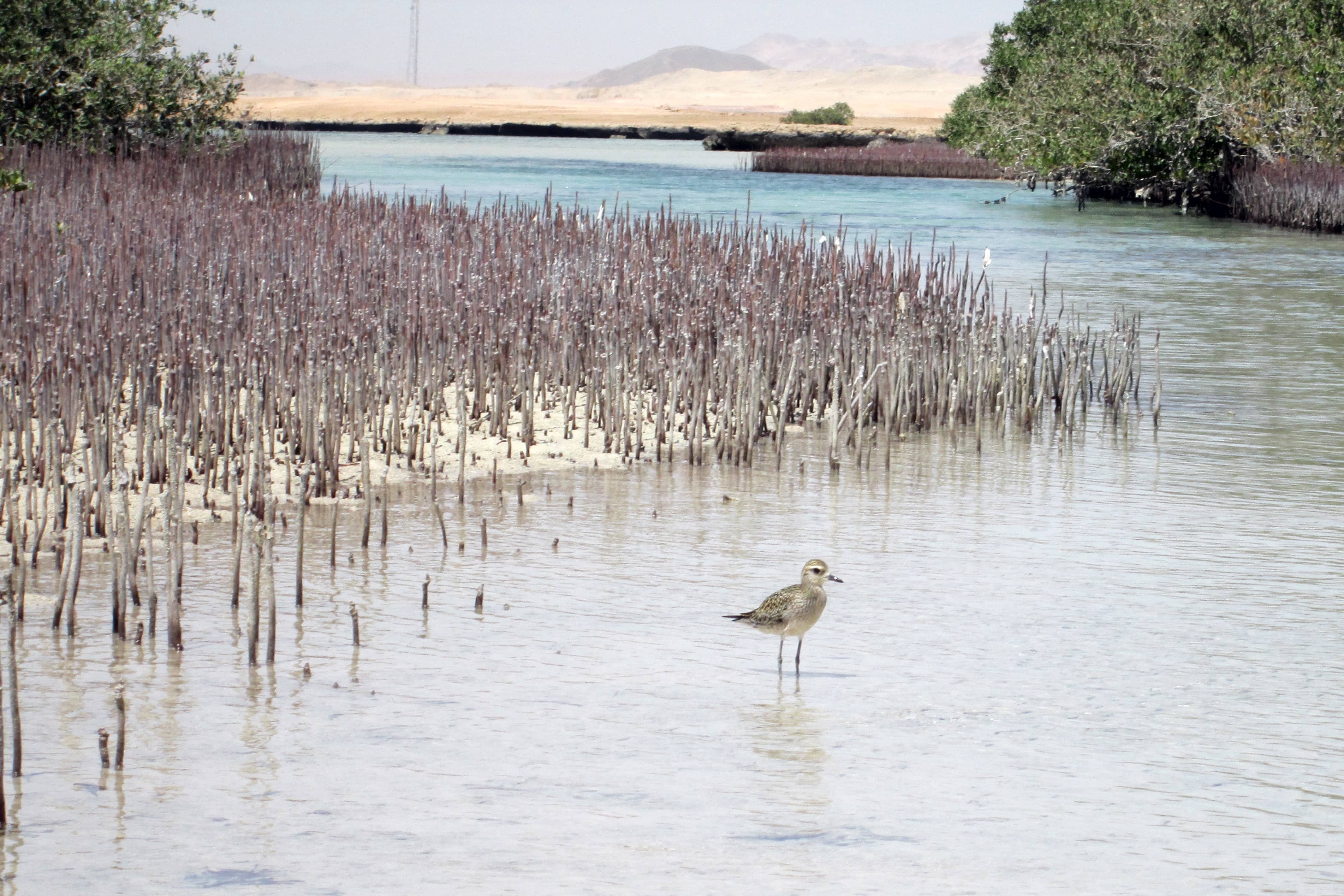 Mangrove Channel