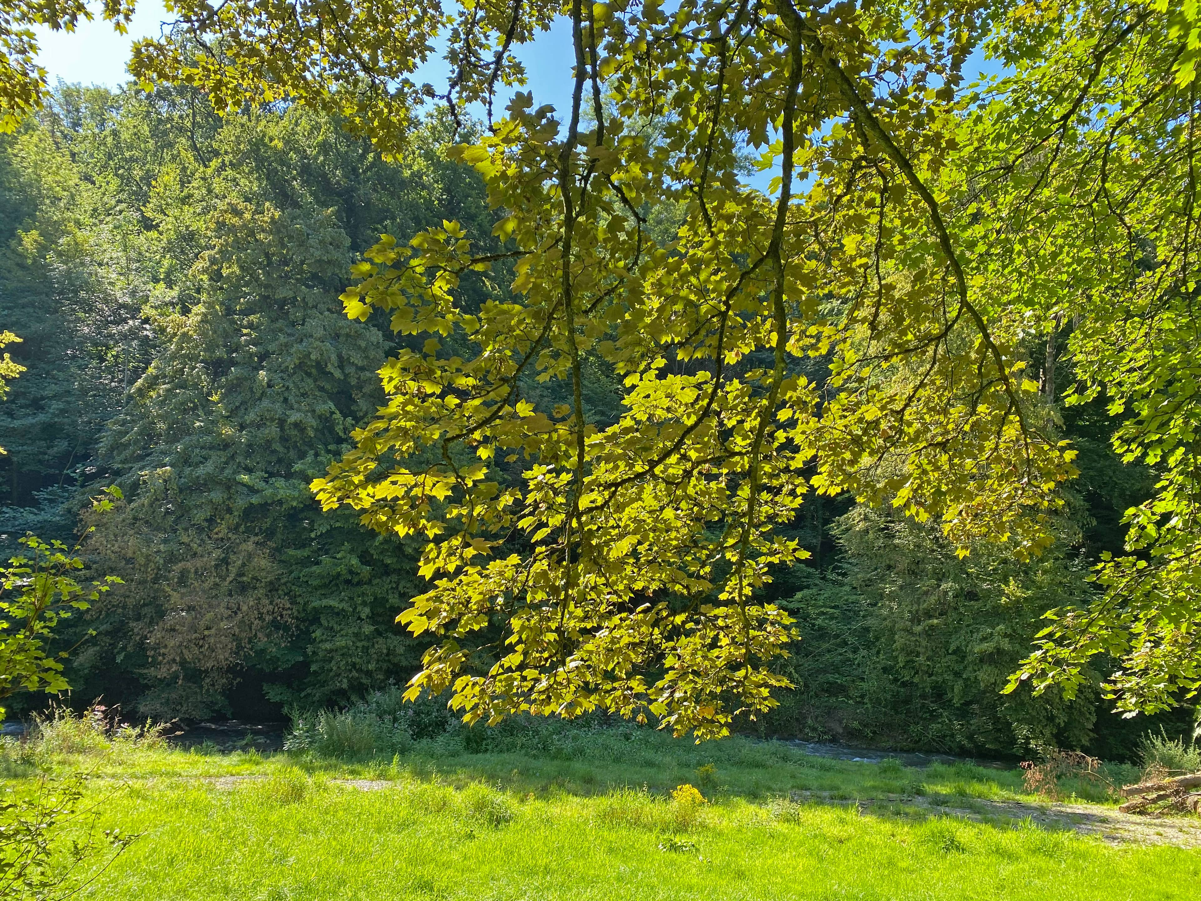 Forest and Fields