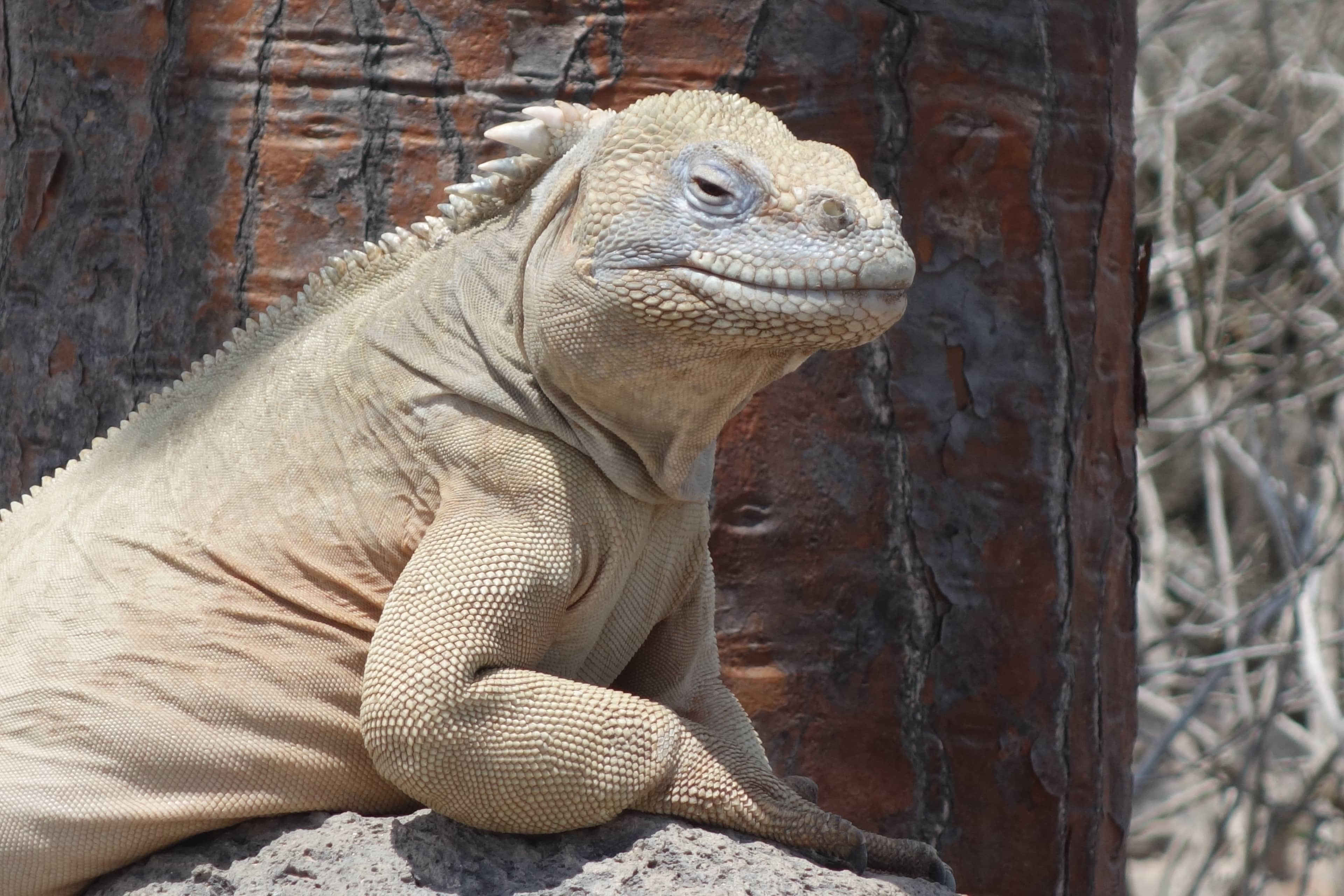 Inland Iguana Spotting