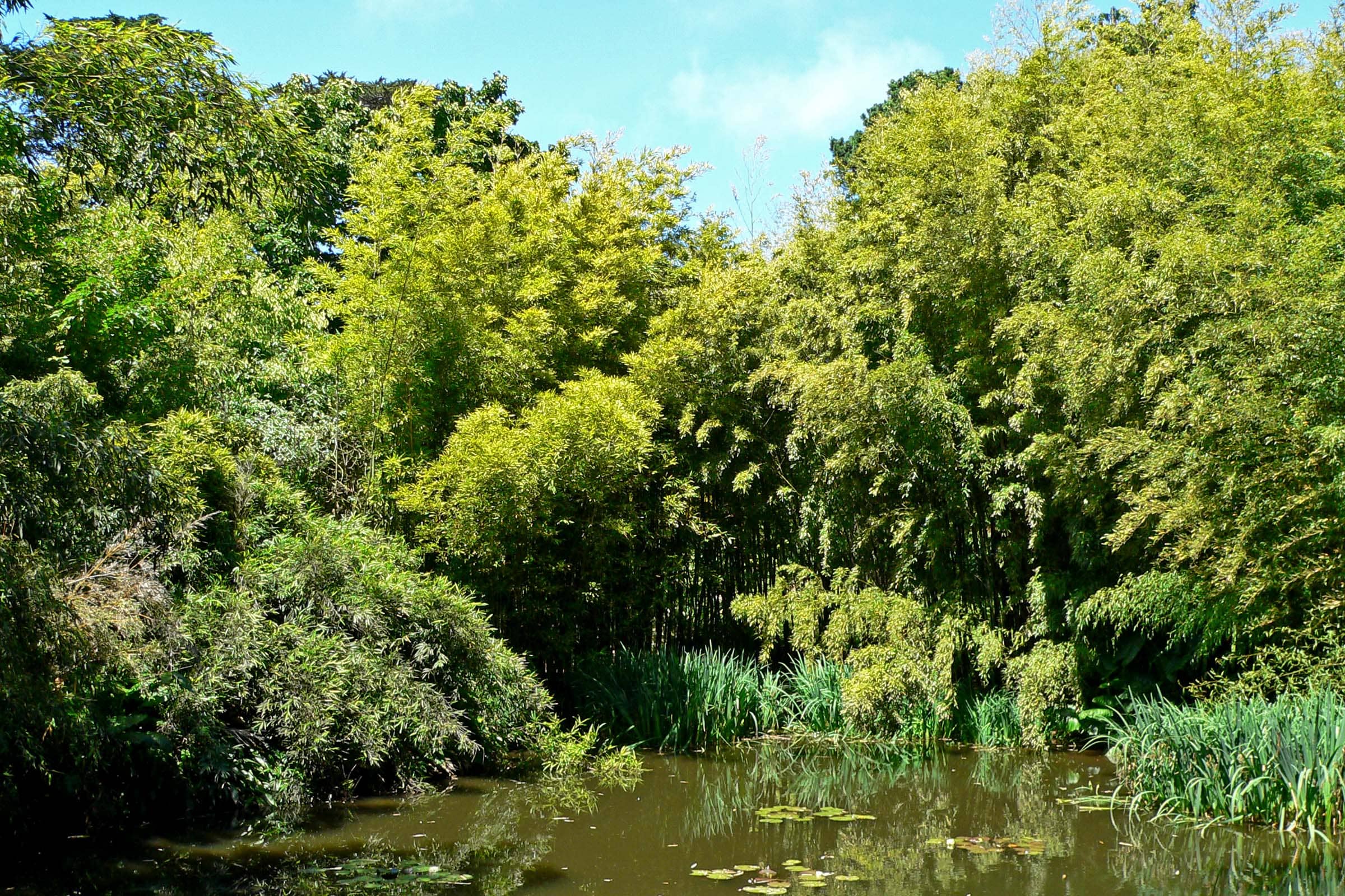 Bamboo Forest