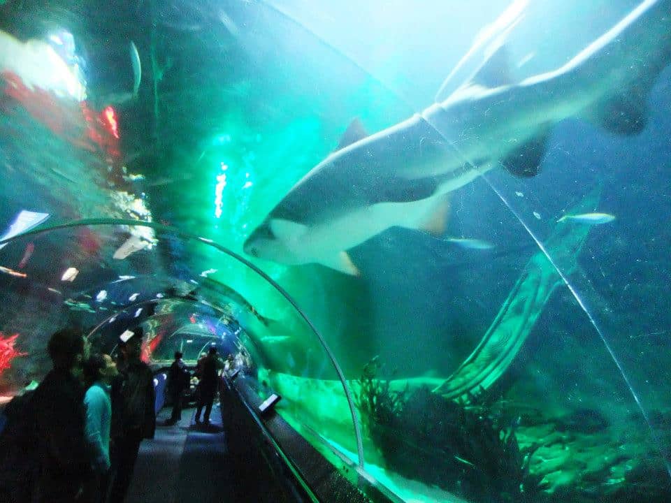 Ocean Discovery