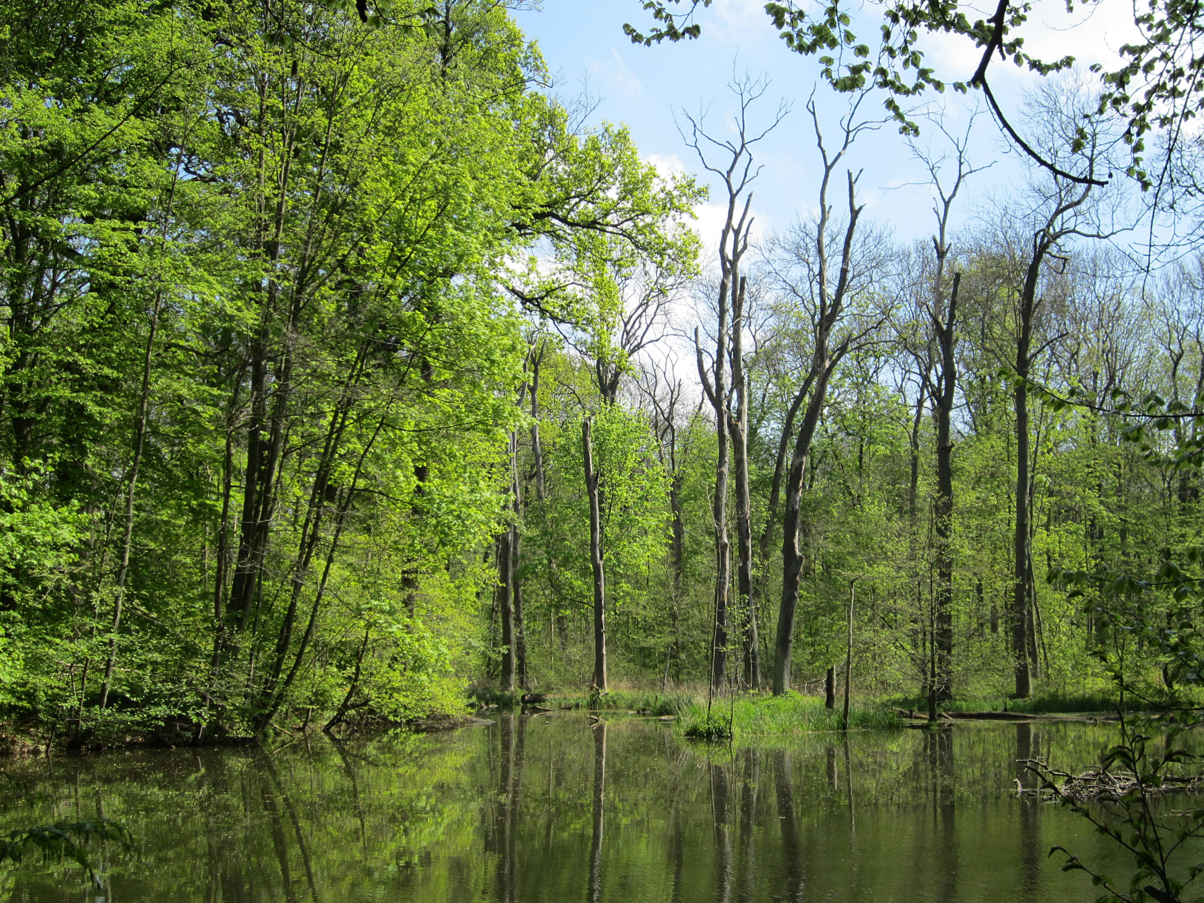 Wildlife Viewing Opportunities