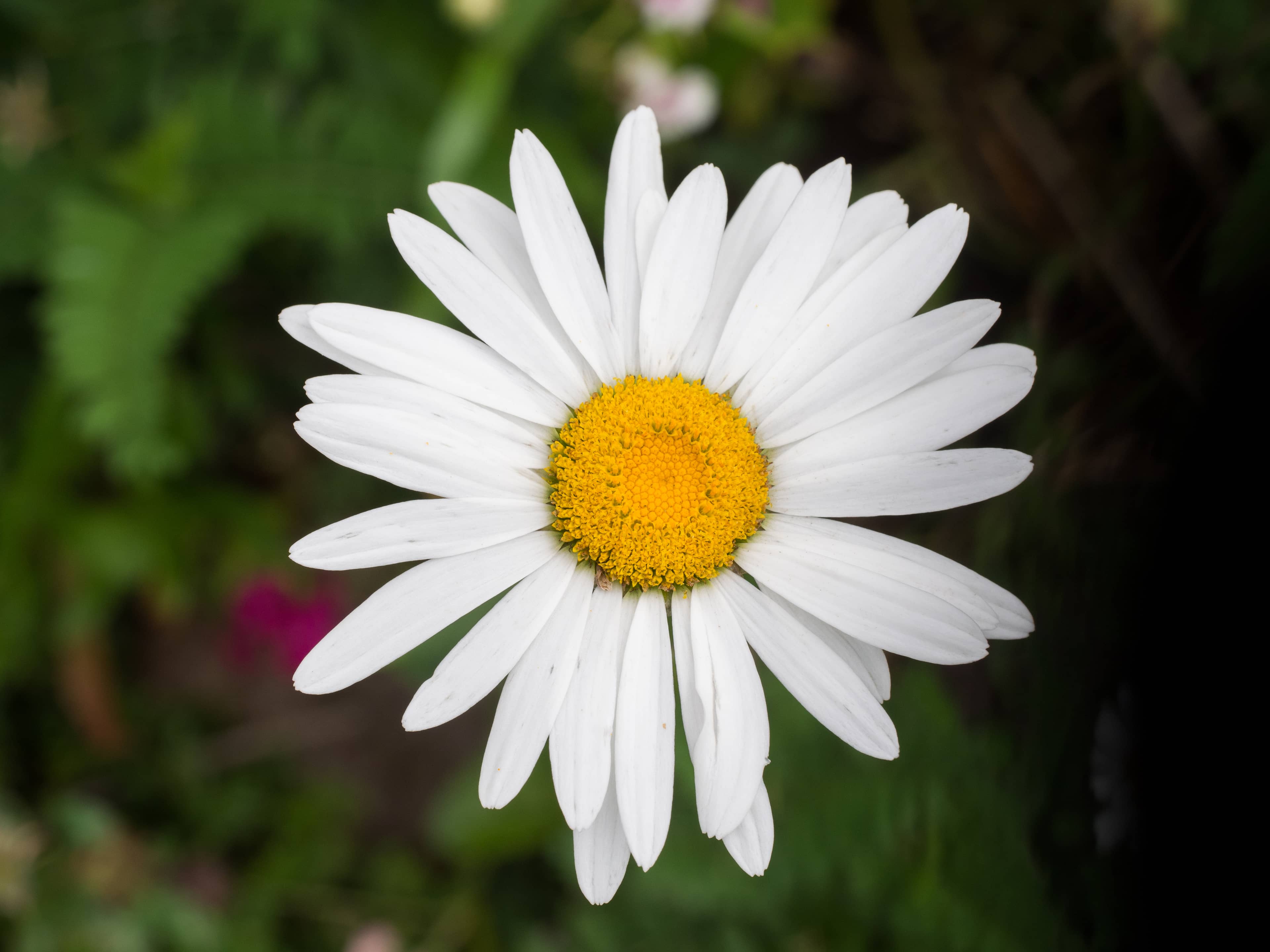 Perennial Flower Gardens