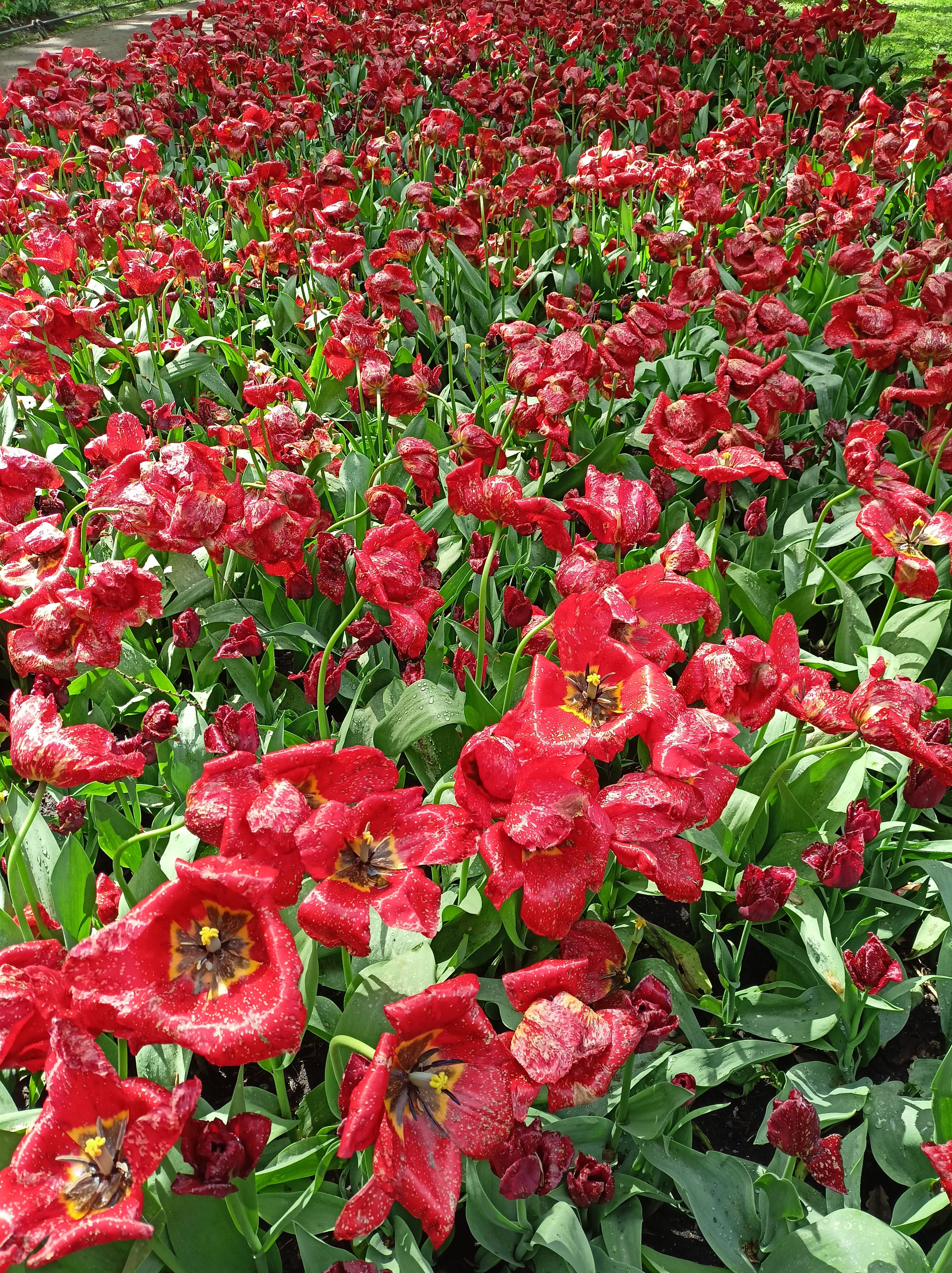 Tulip Festival (Seasonal)