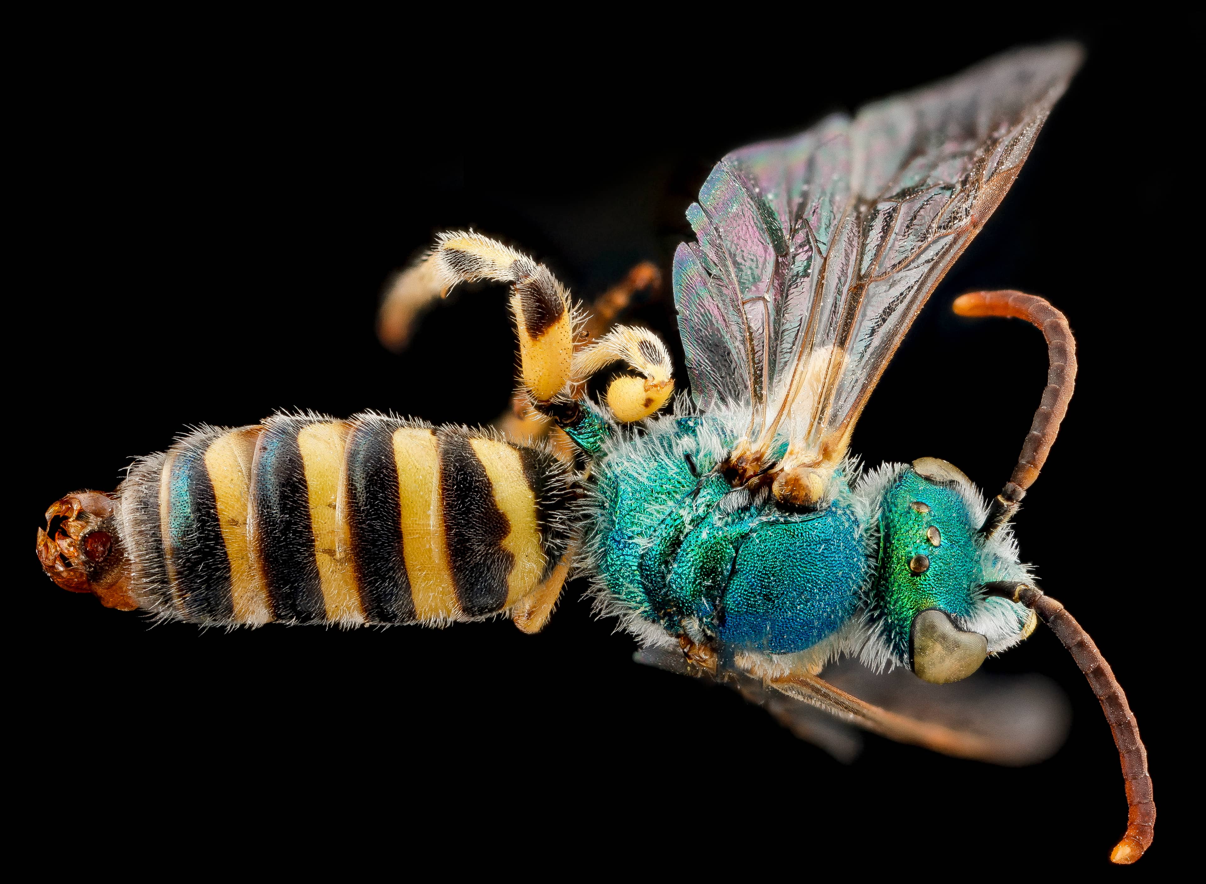 Fat Fluffy Bees