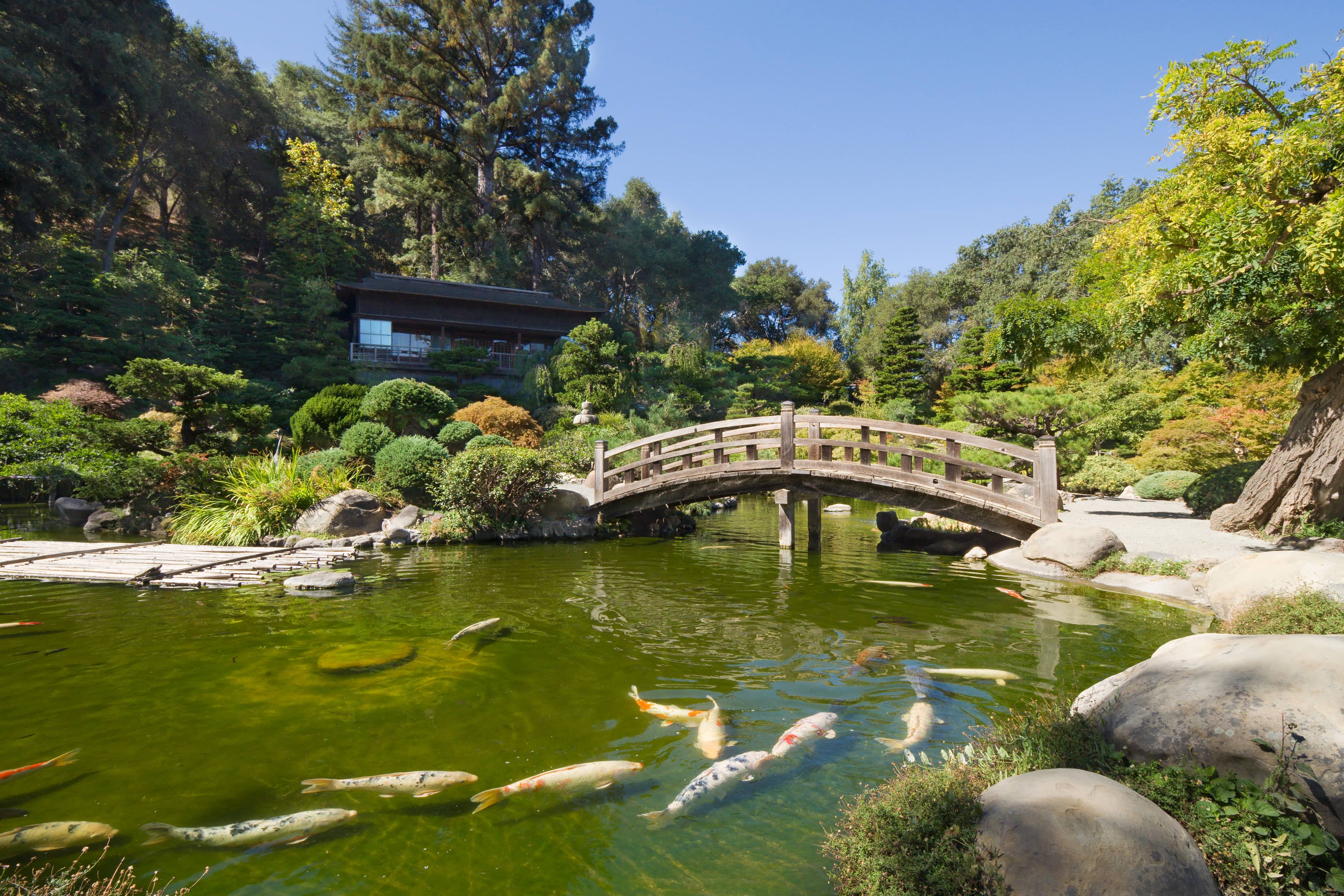 Koi Pond