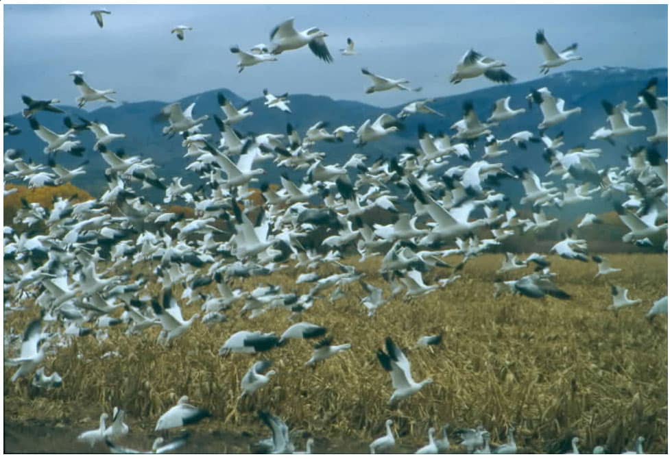 Diverse Wildlife Viewing