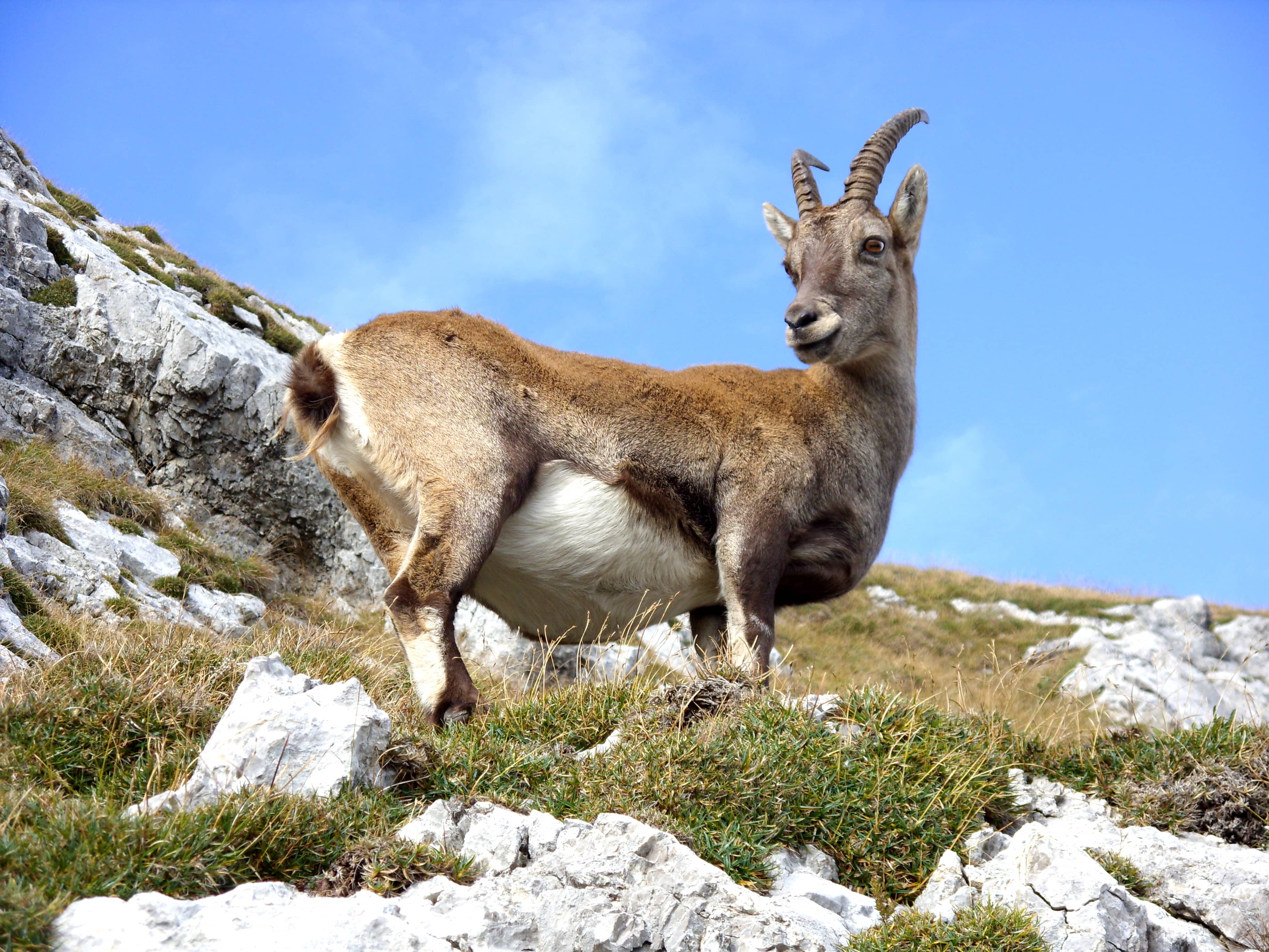 Wildlife Encounters