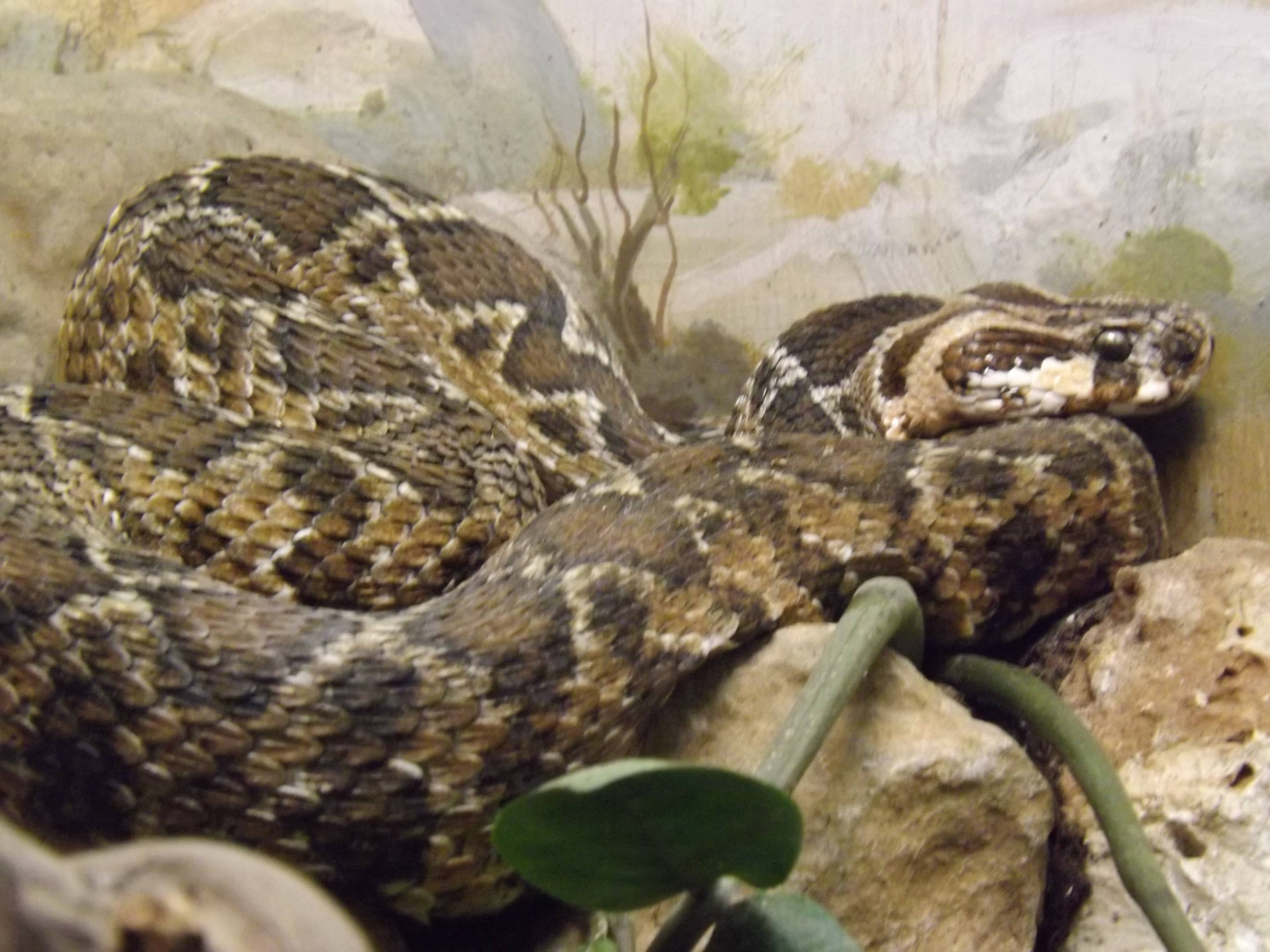 Reptile House