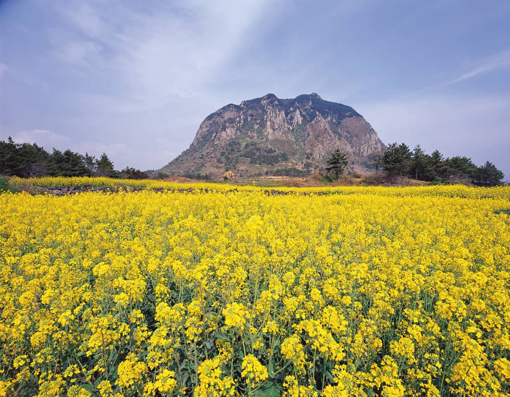 Yellow Rapeseed Blooms