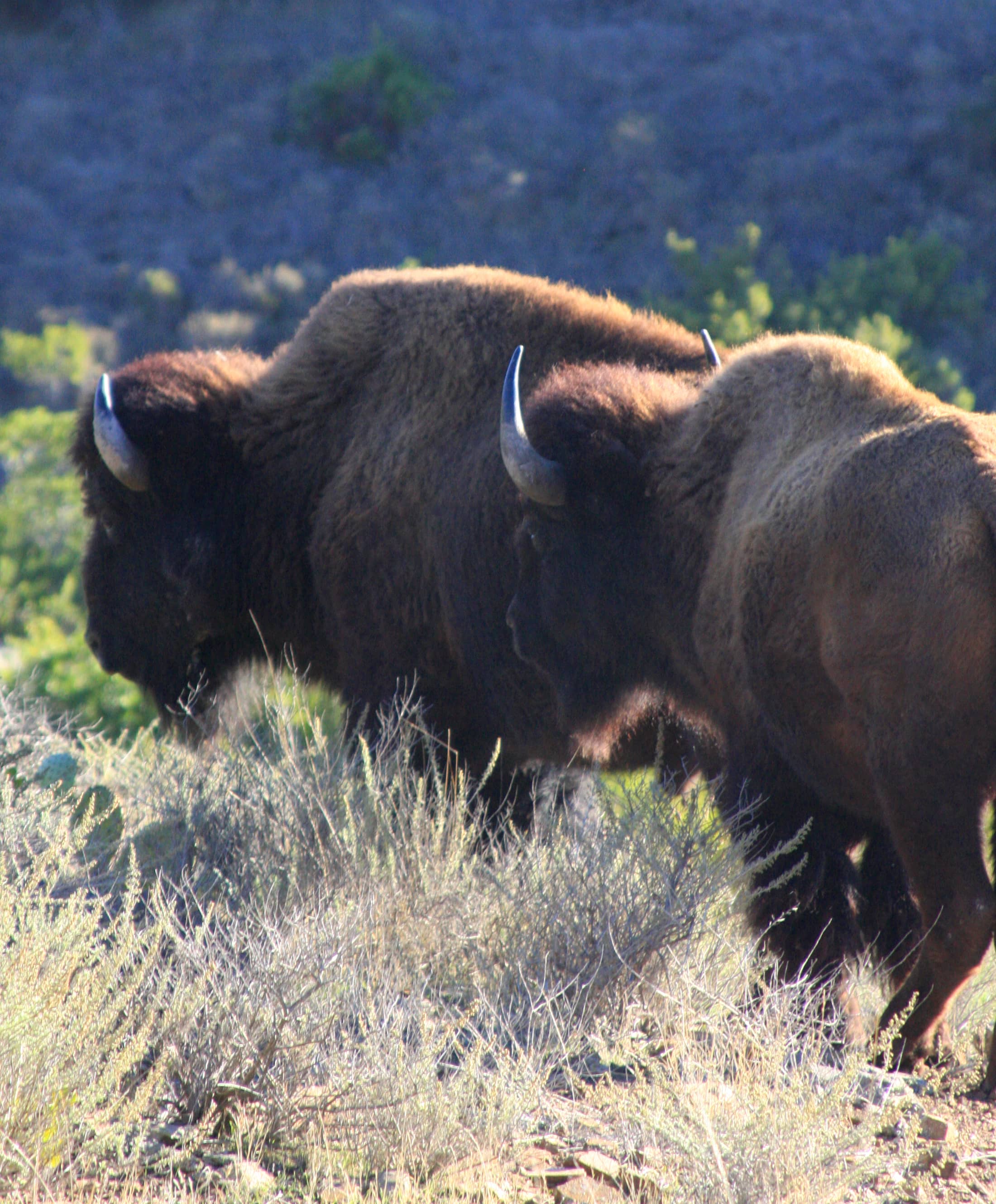 Bison Herd Safari