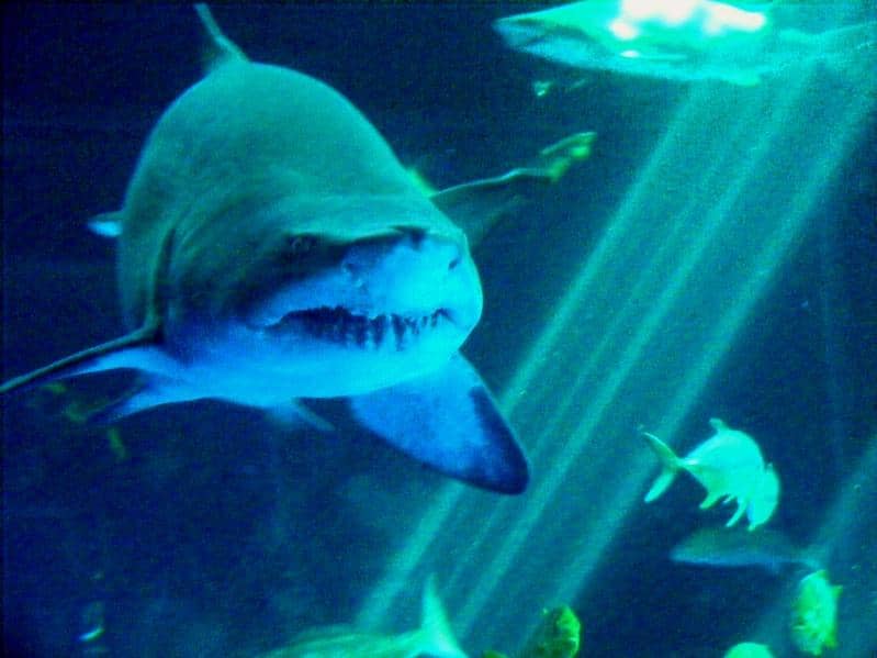 Majestic Shark Encounters