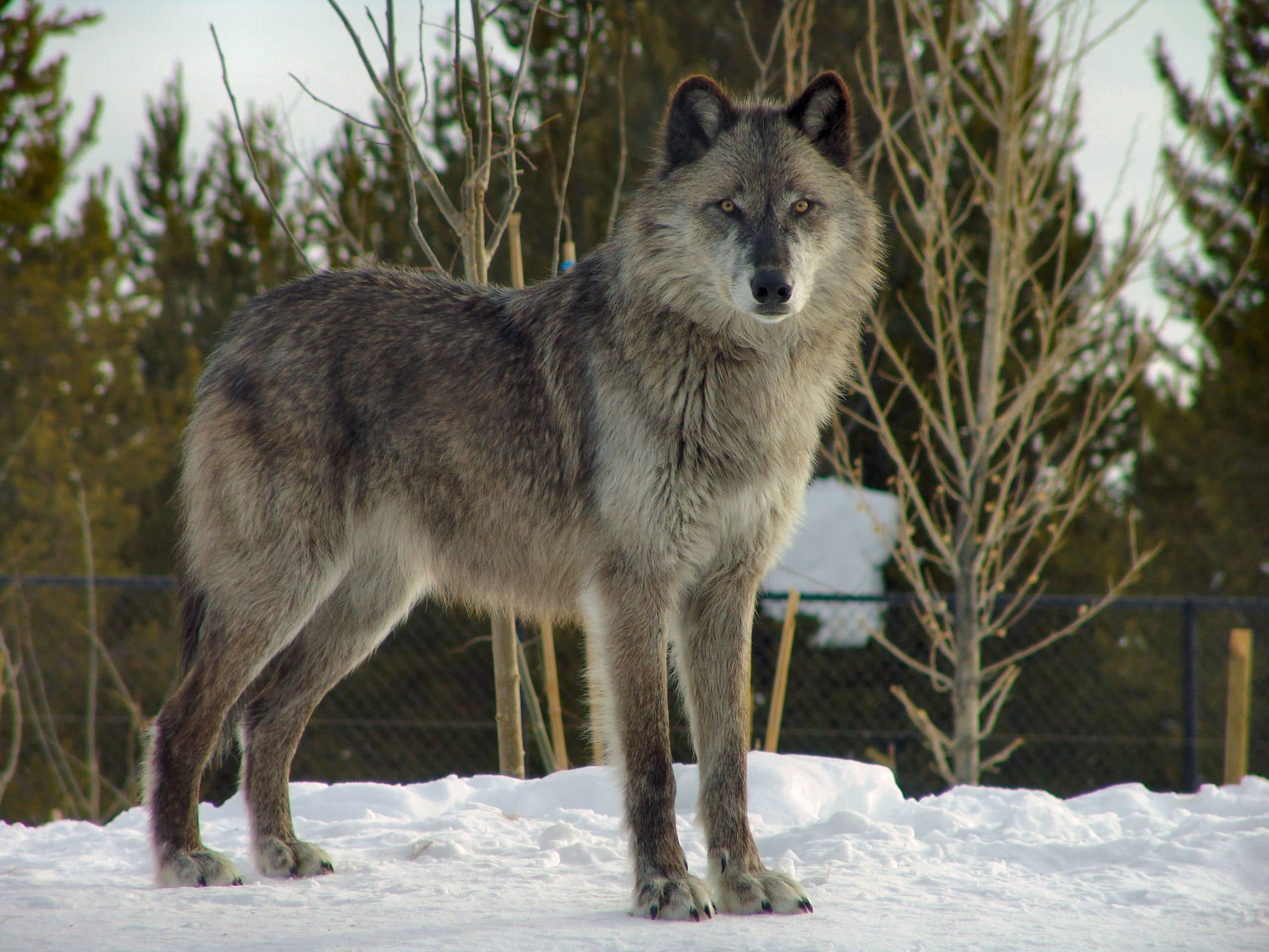Wolf Packs