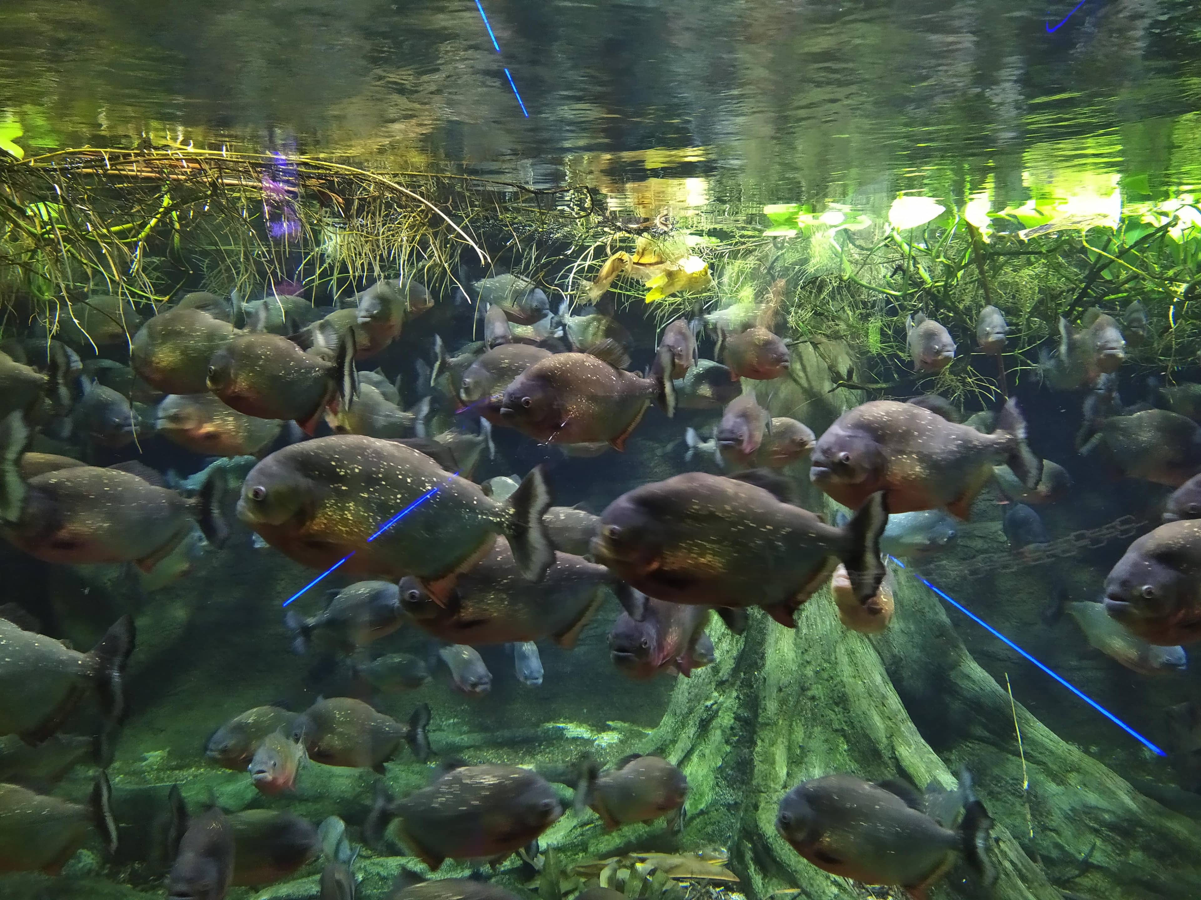 Aquarium & Reptile House
