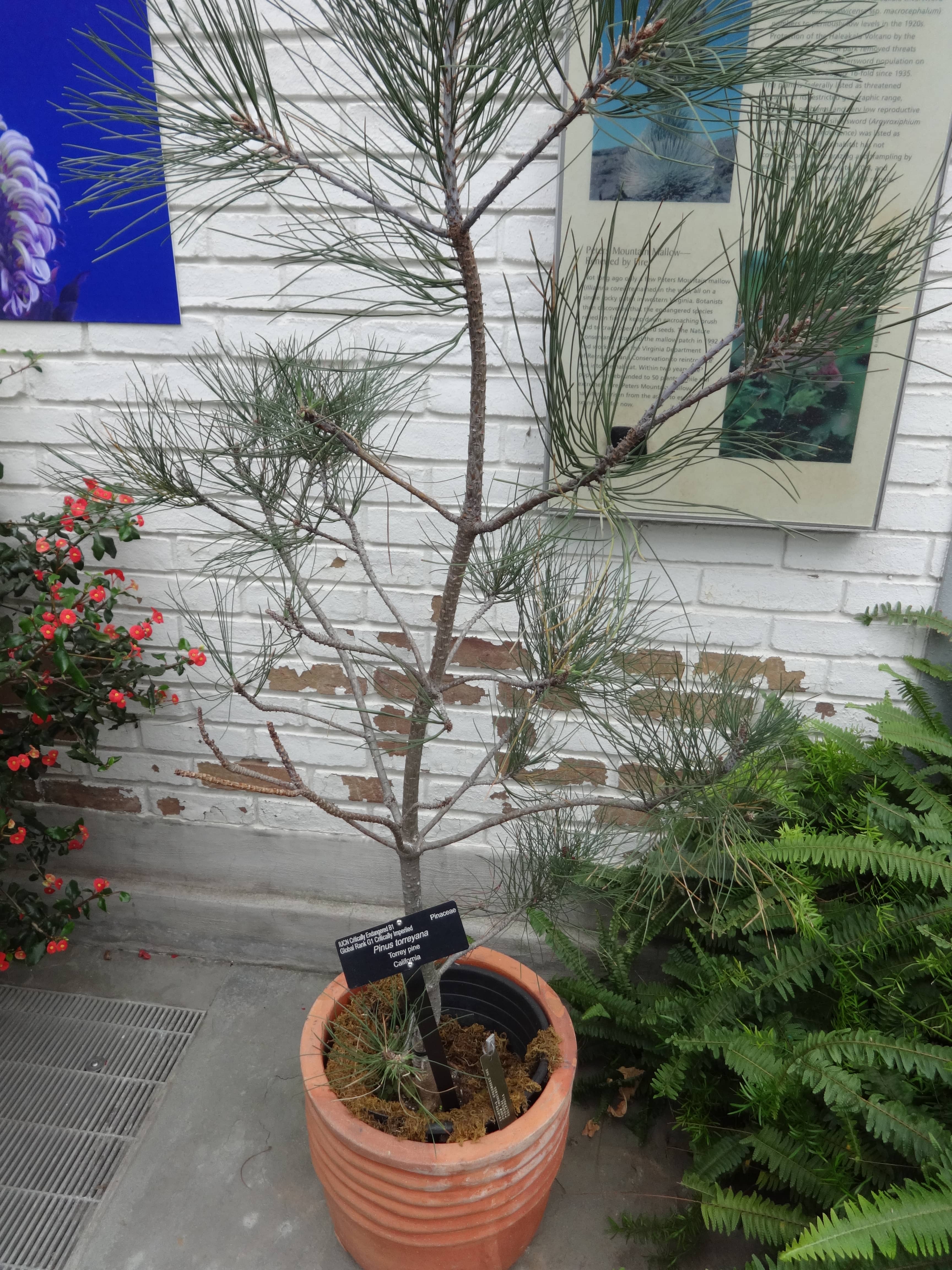 Rare Plant Gallery