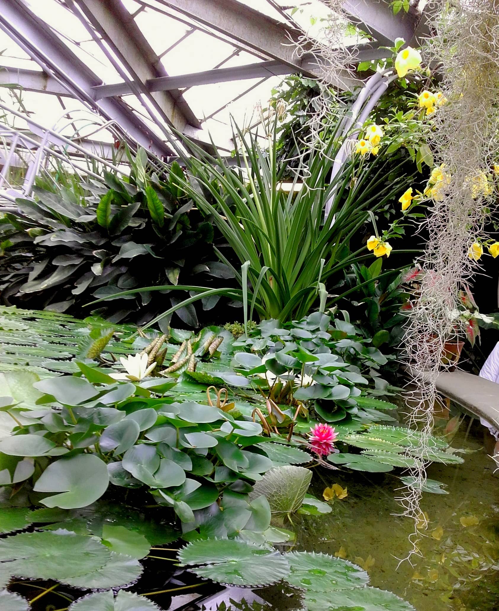 Exotic Plant Collections