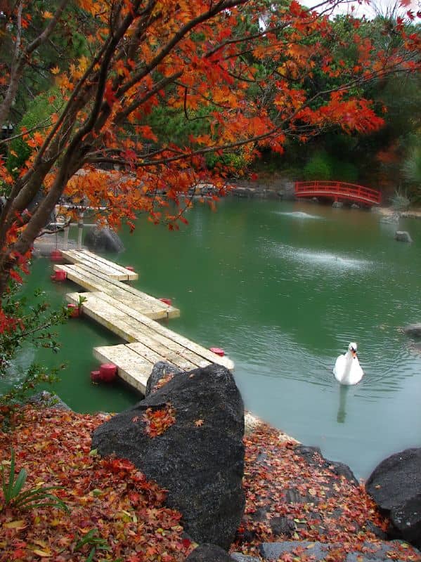 Japanese Garden Serenity