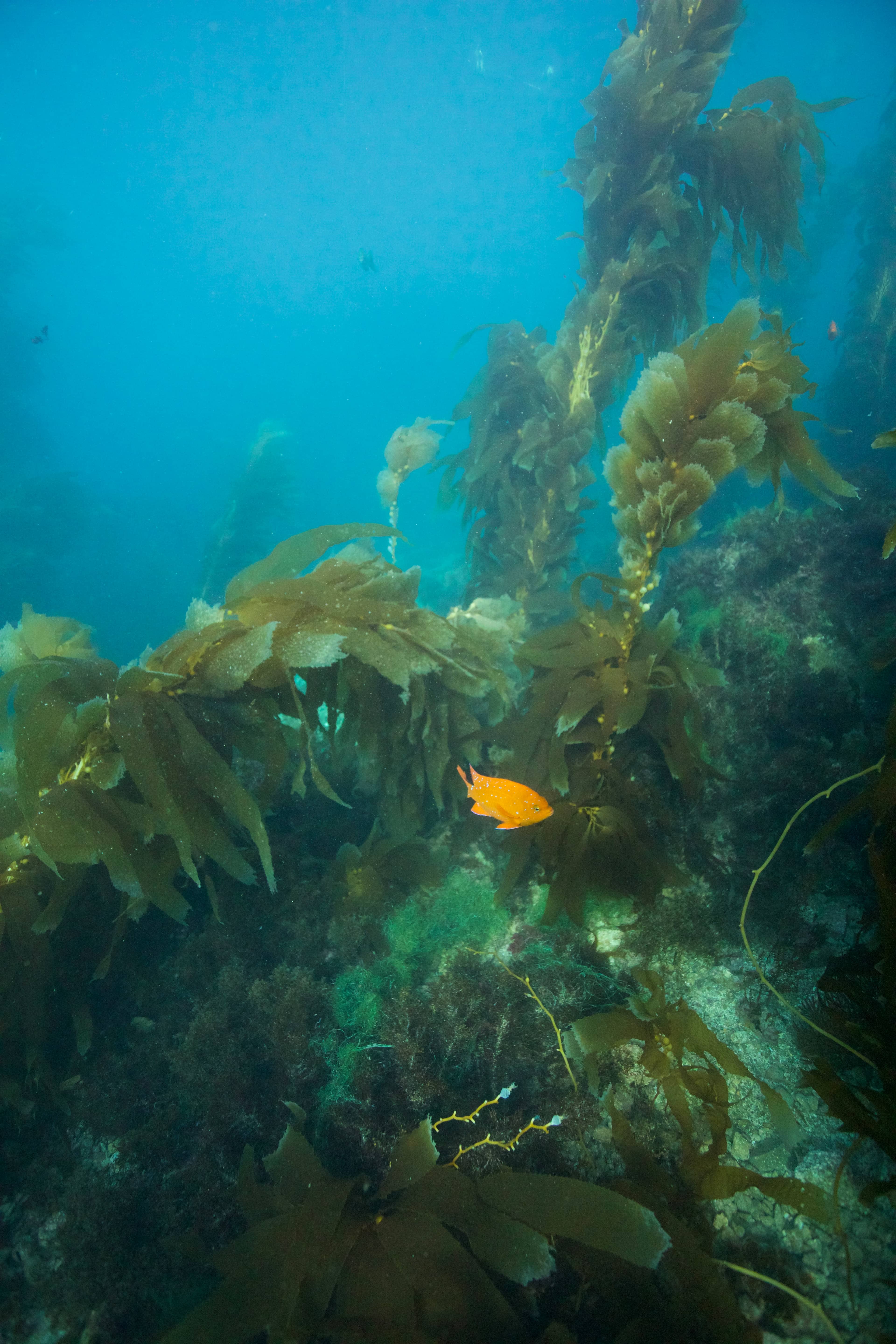 Snorkeling at Casino Point