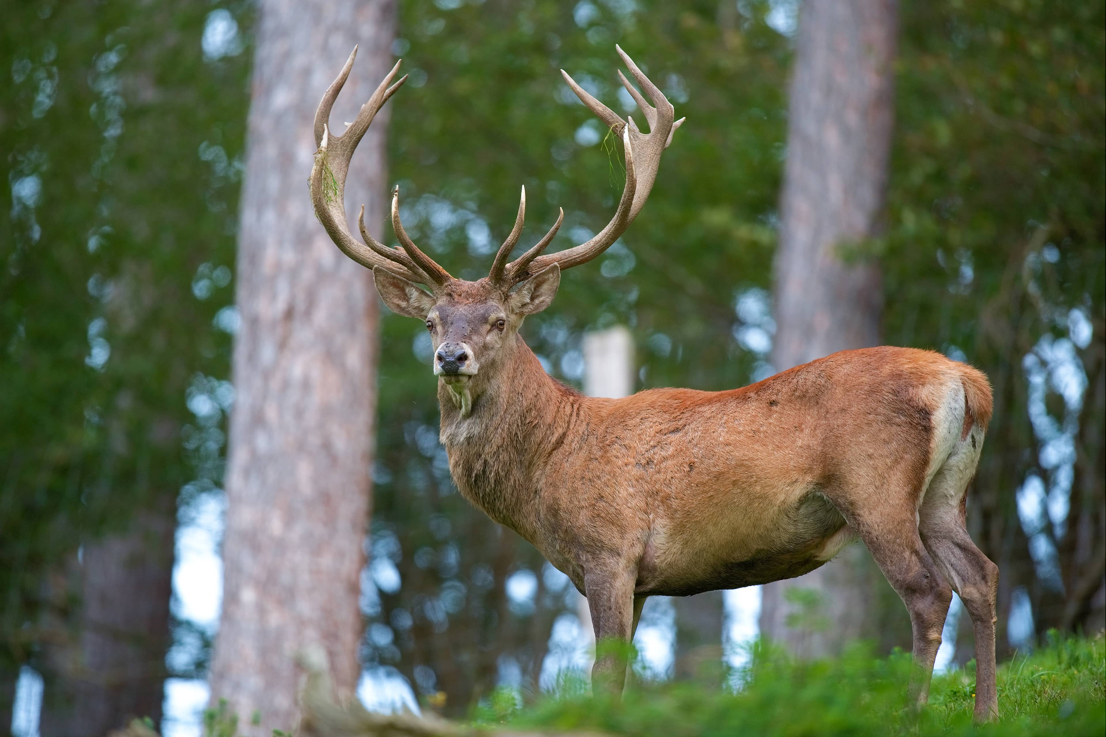Wildlife Encounters