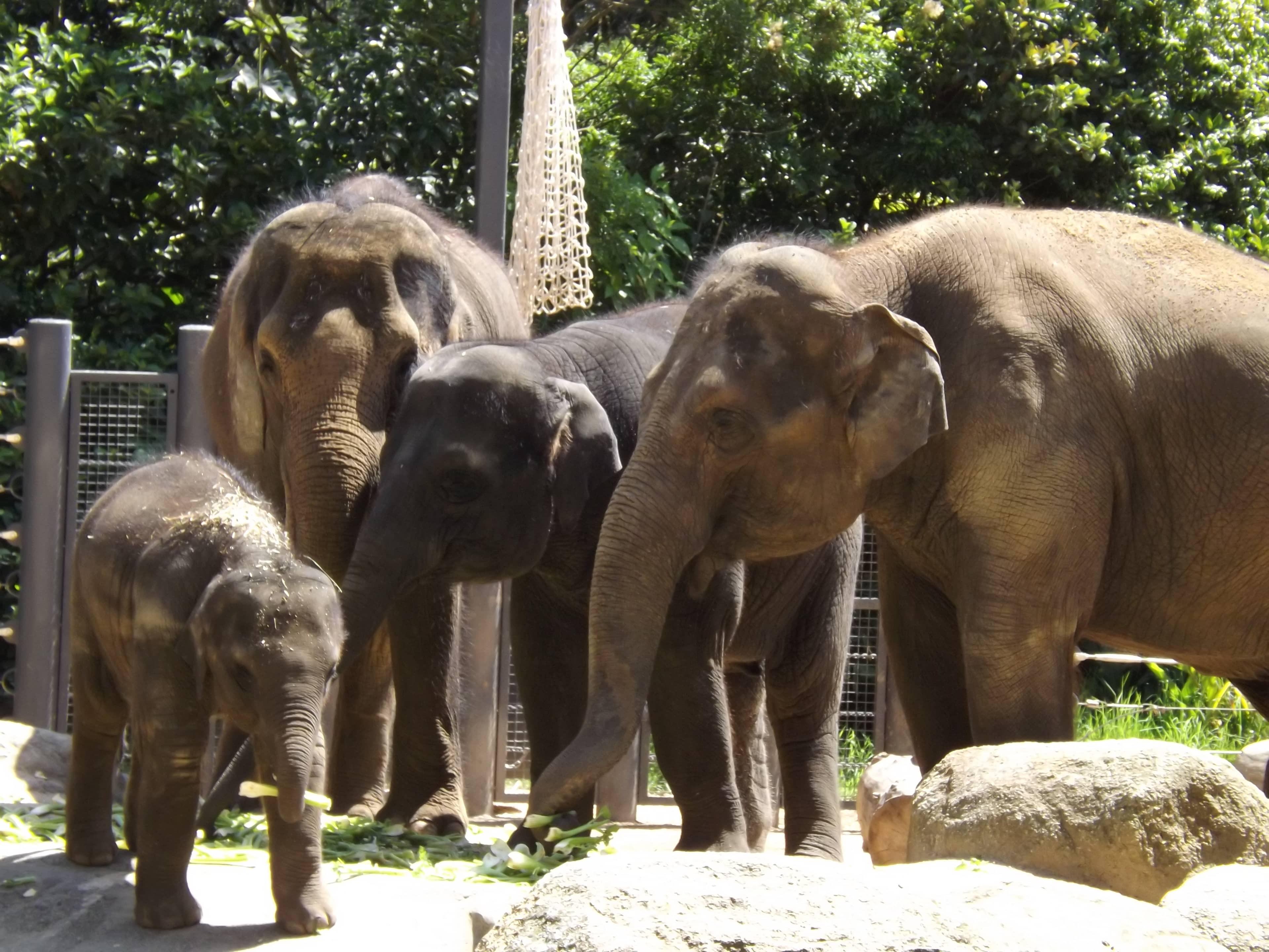 Elephants