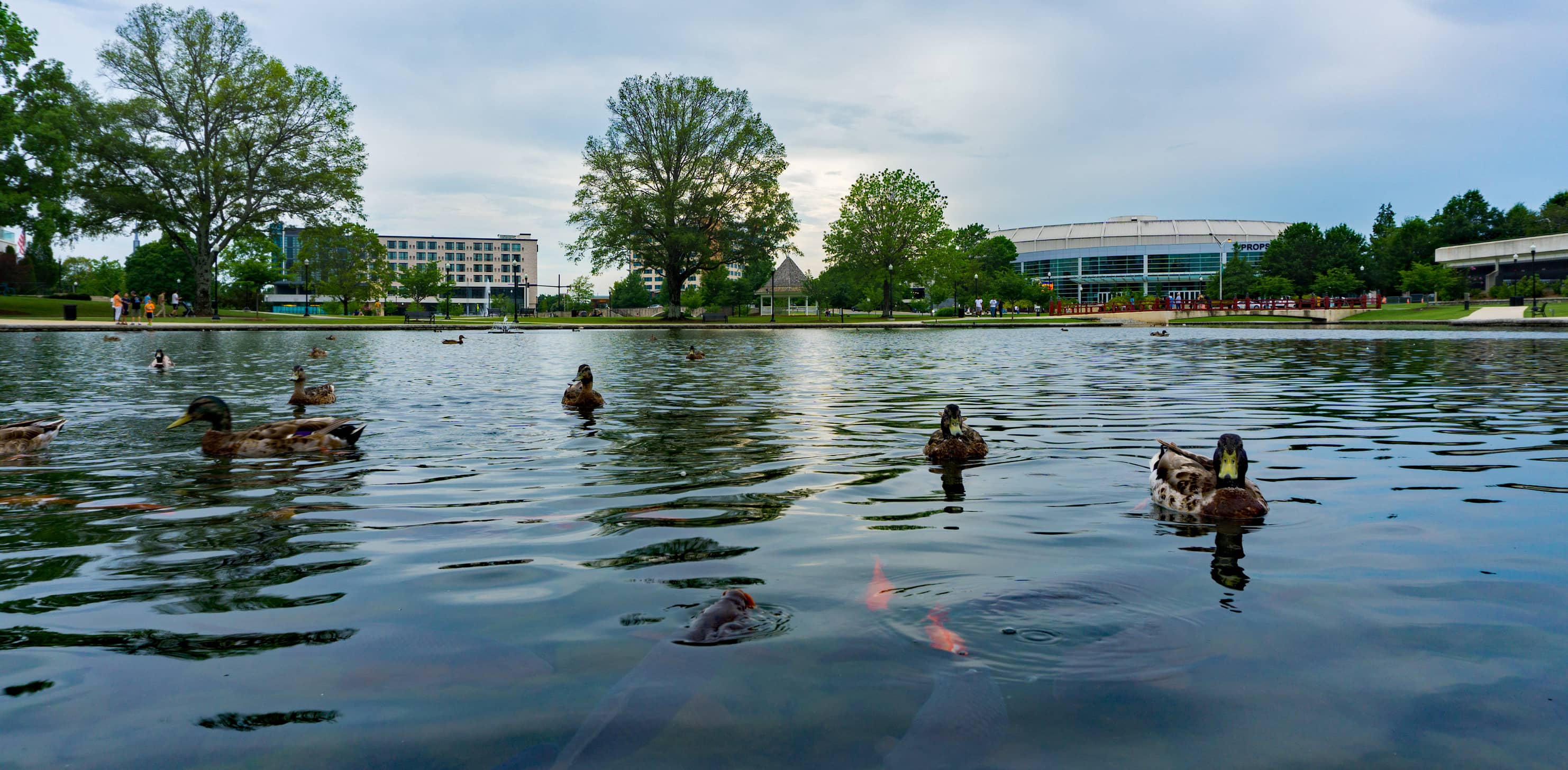 Ducks and Waterfowl