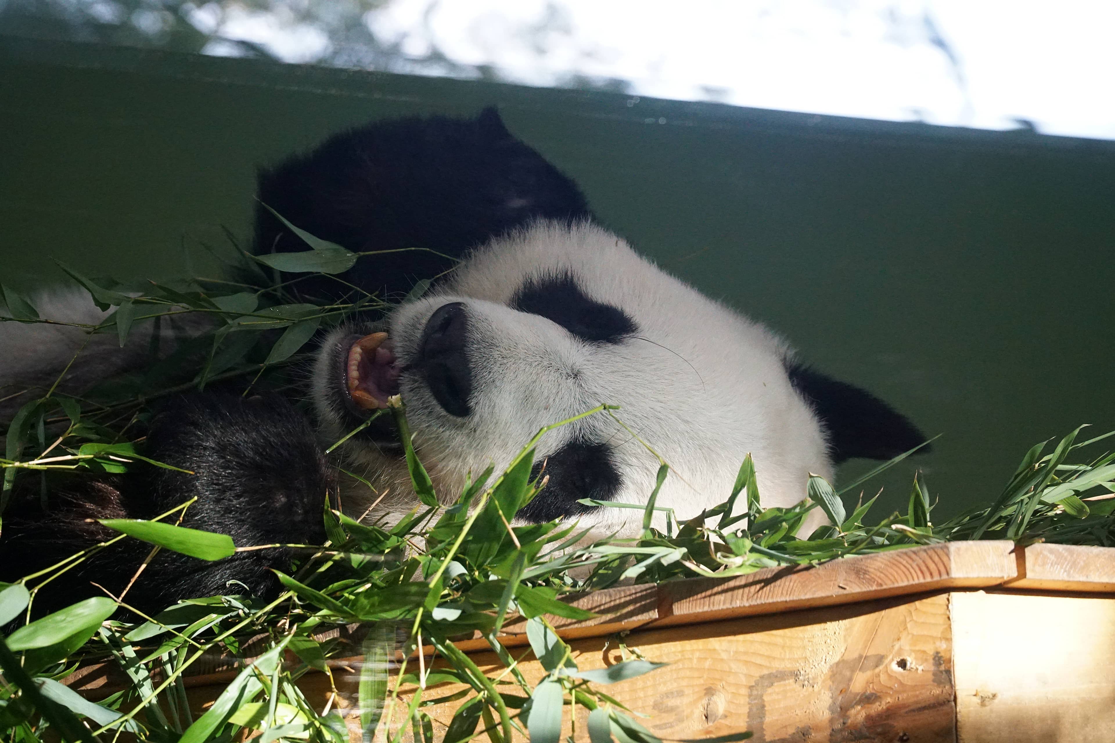 Giant Pandas