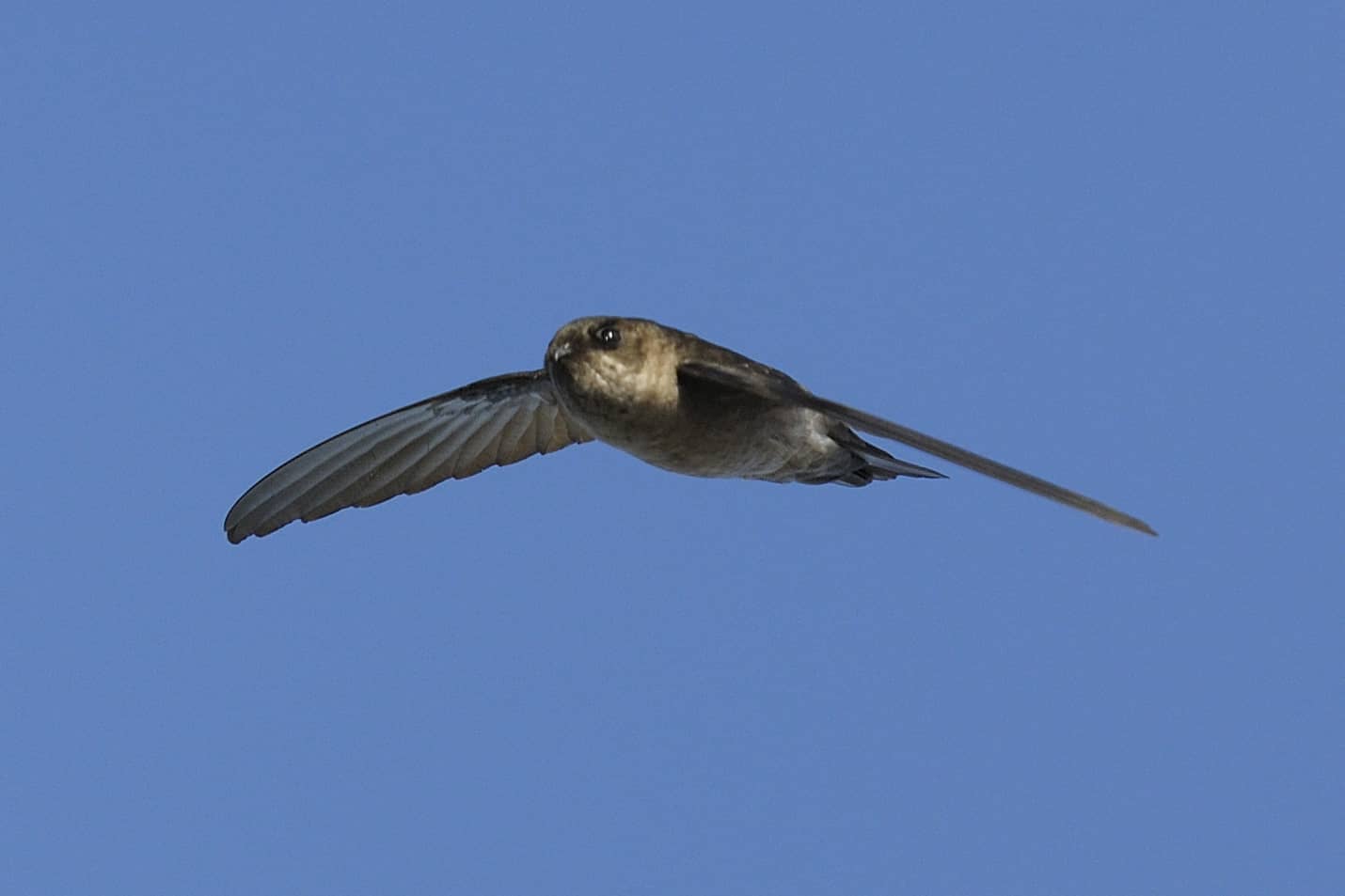 Cave Swiftlets