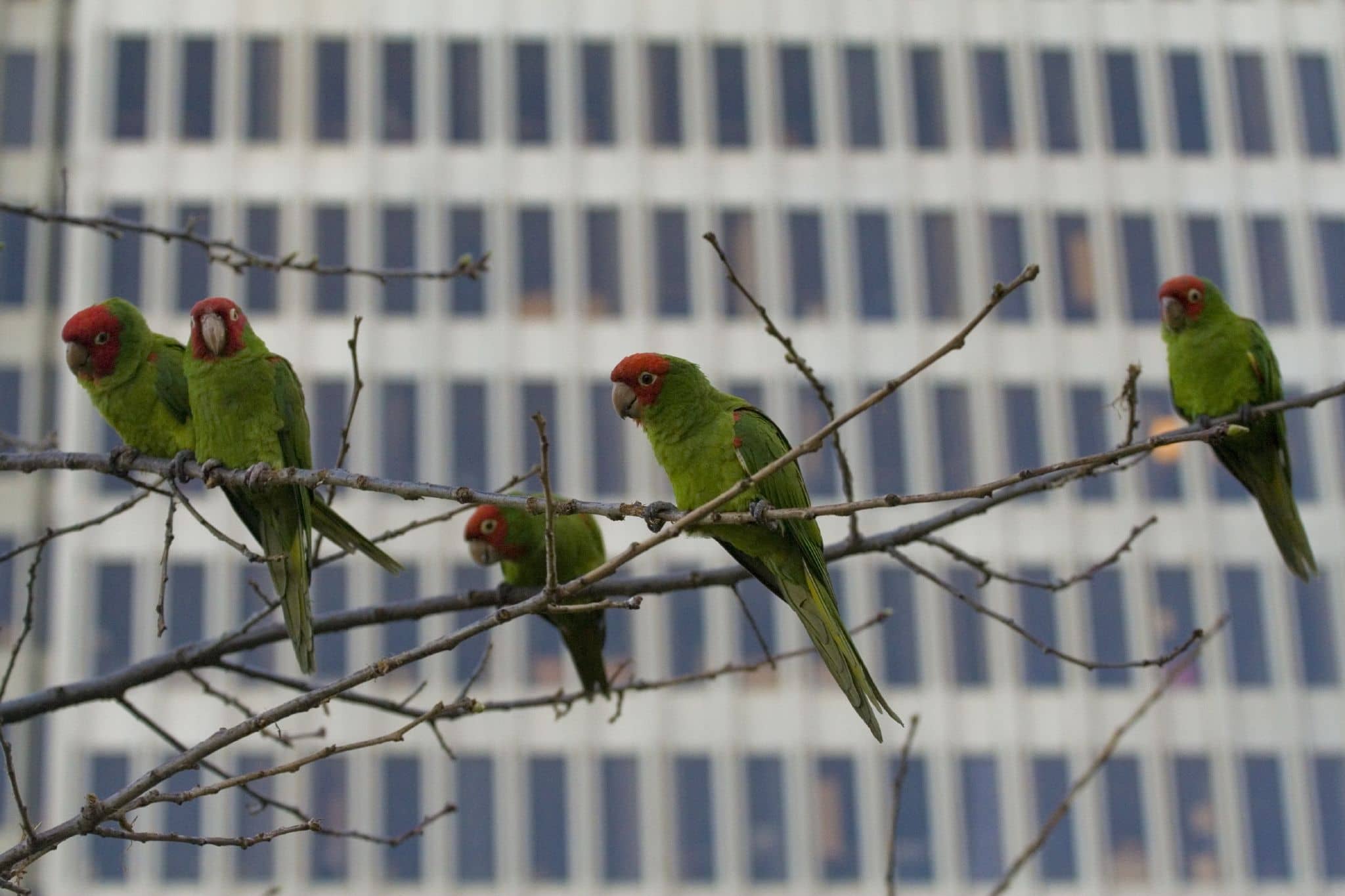 Telegraph Hill Parrots