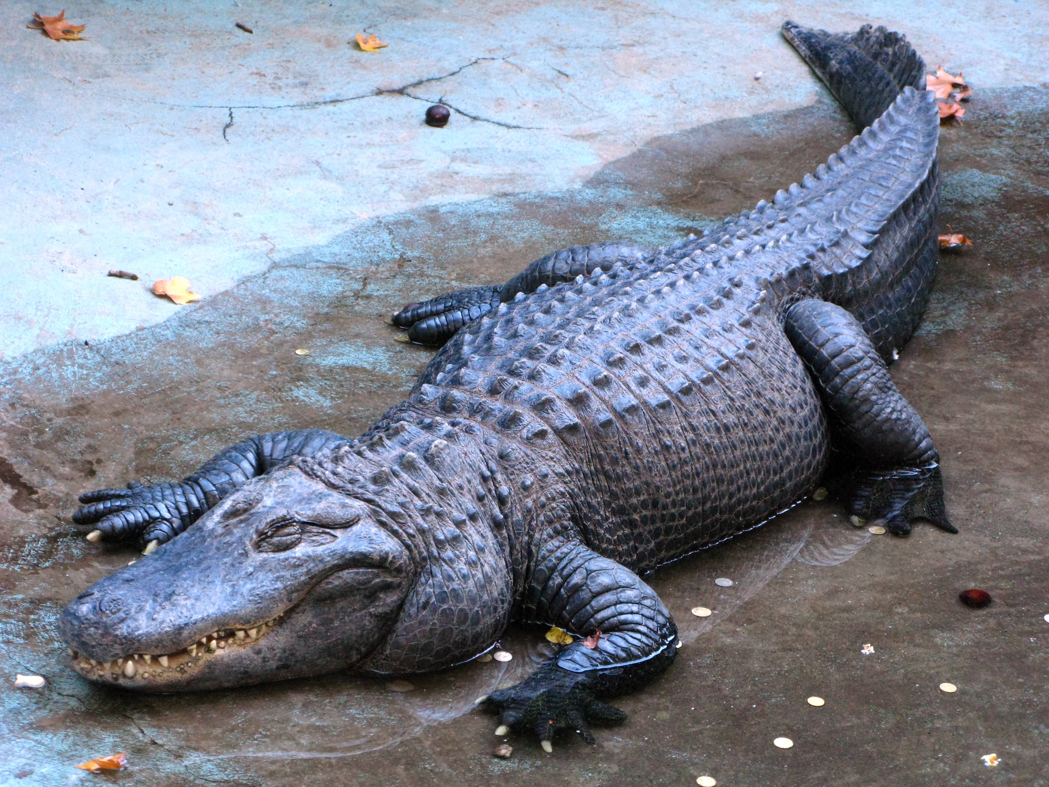 Muja, the Oldest Alligator