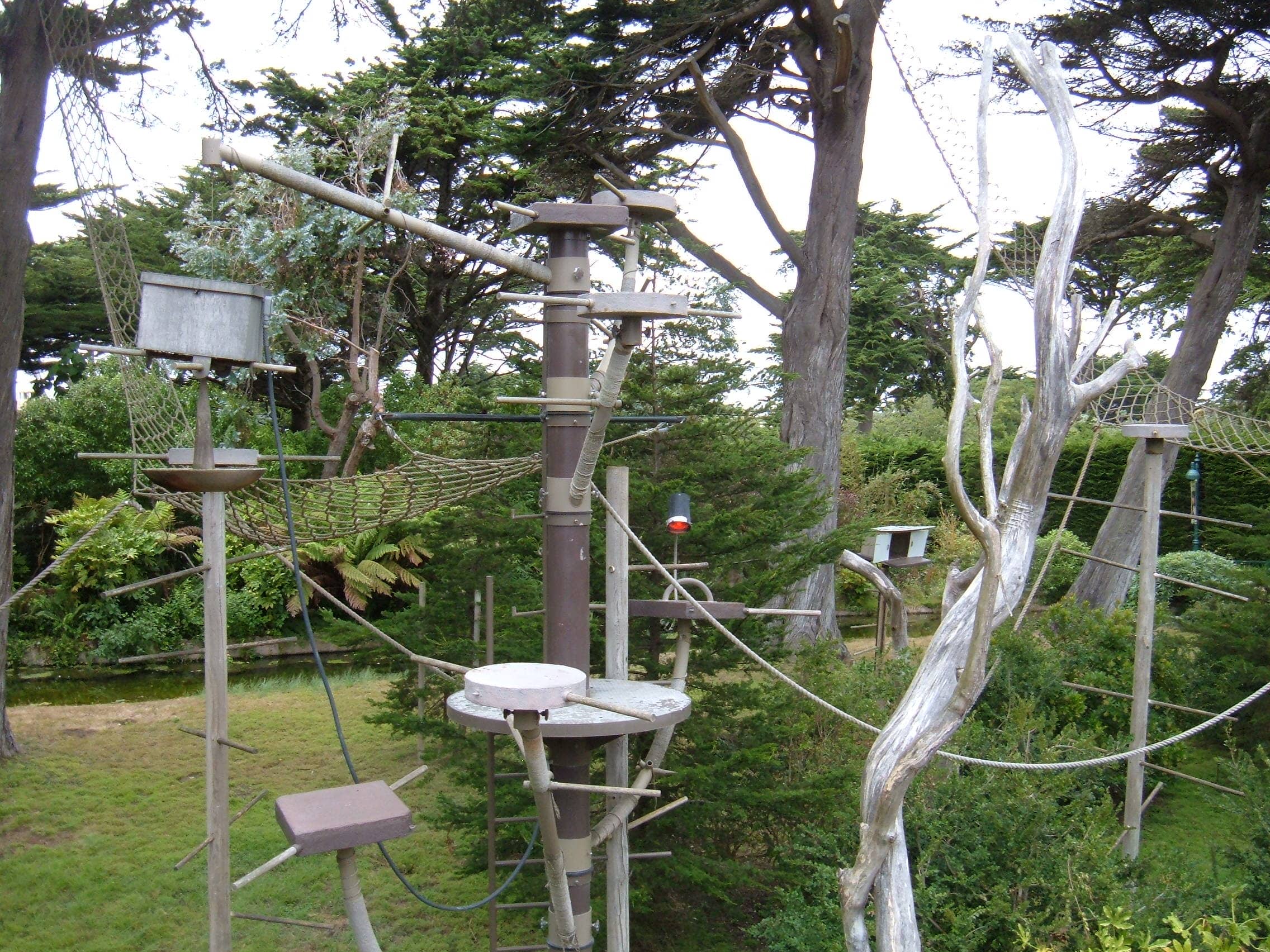 Lemur Forest