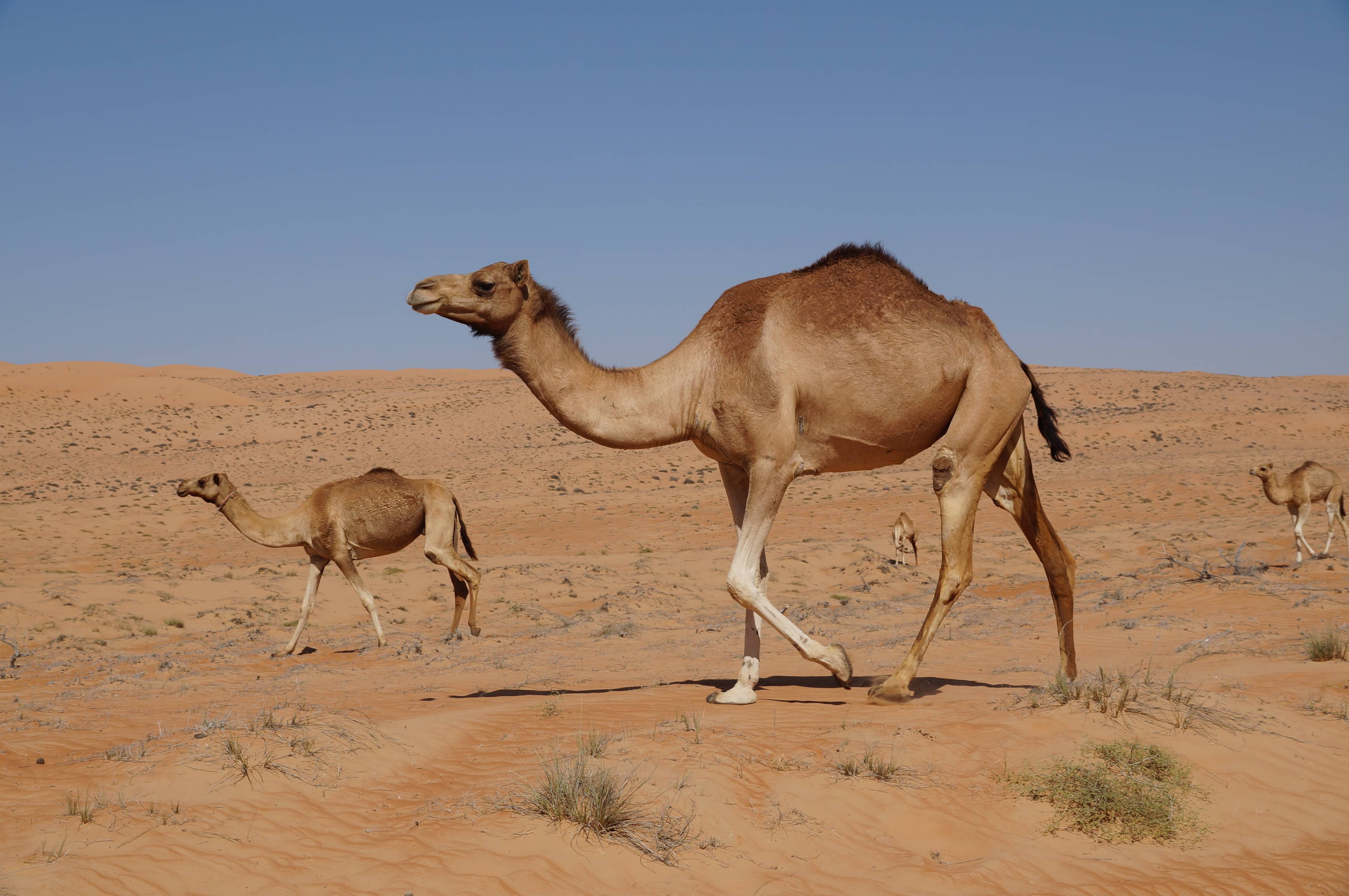 Free-Roaming Camels