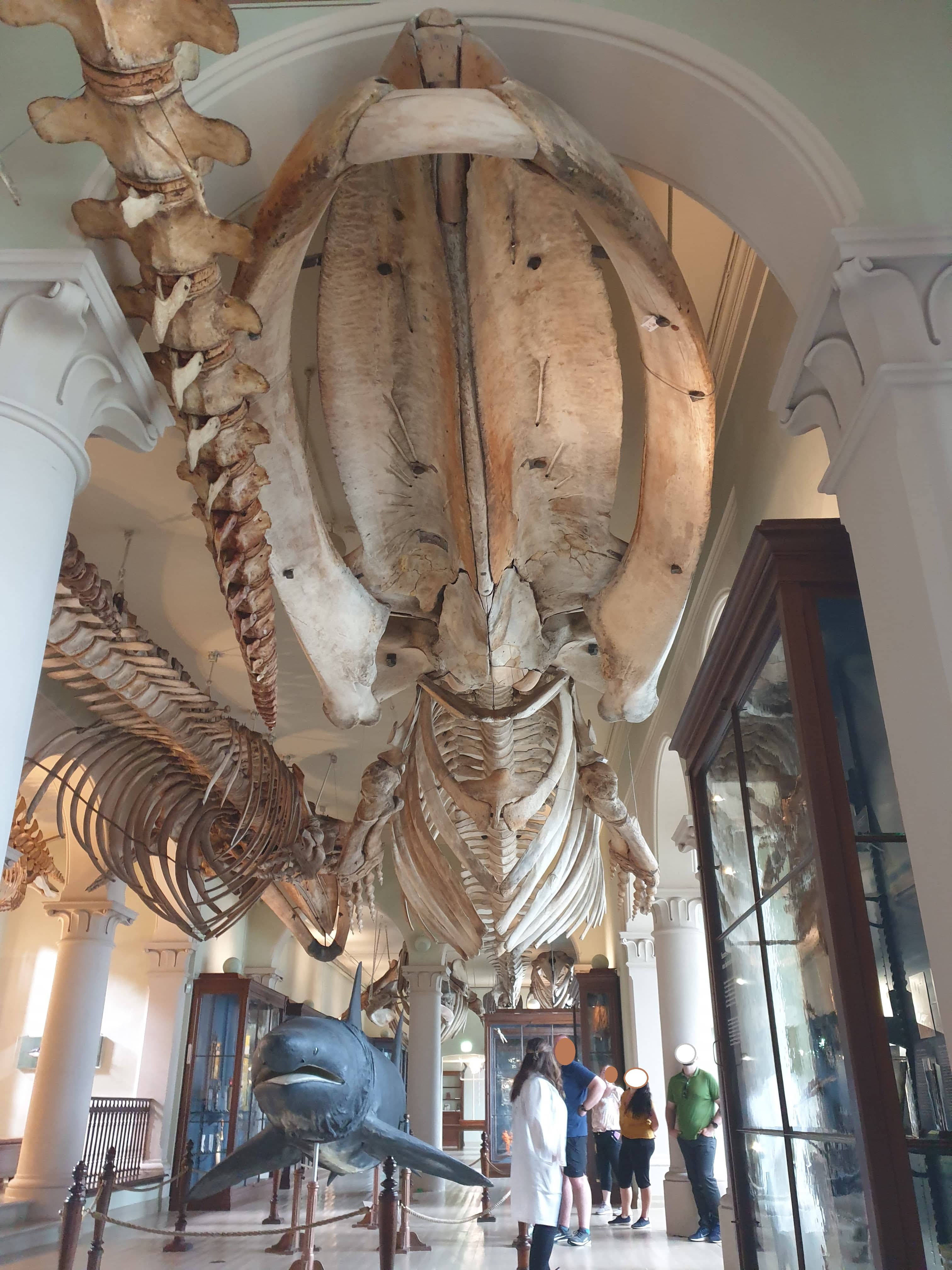 Natural History Museum