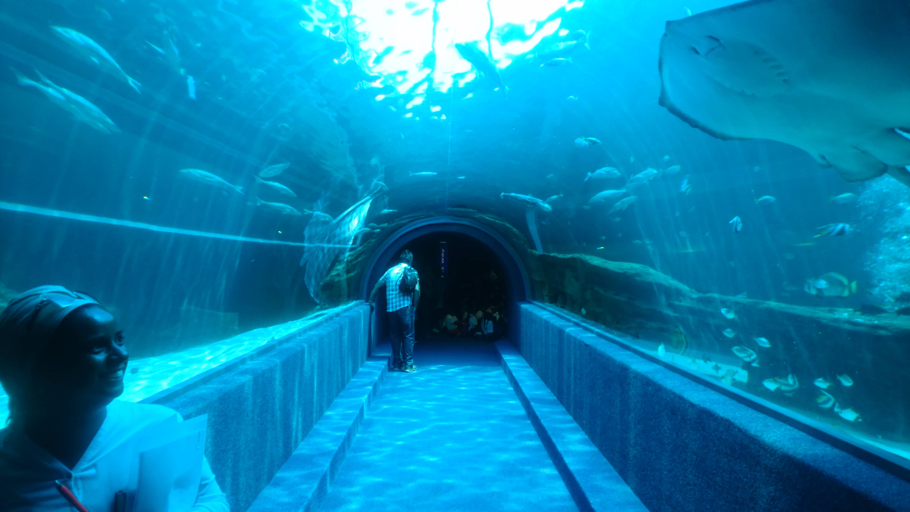Save Our Seas Foundation Shark Exhibit
