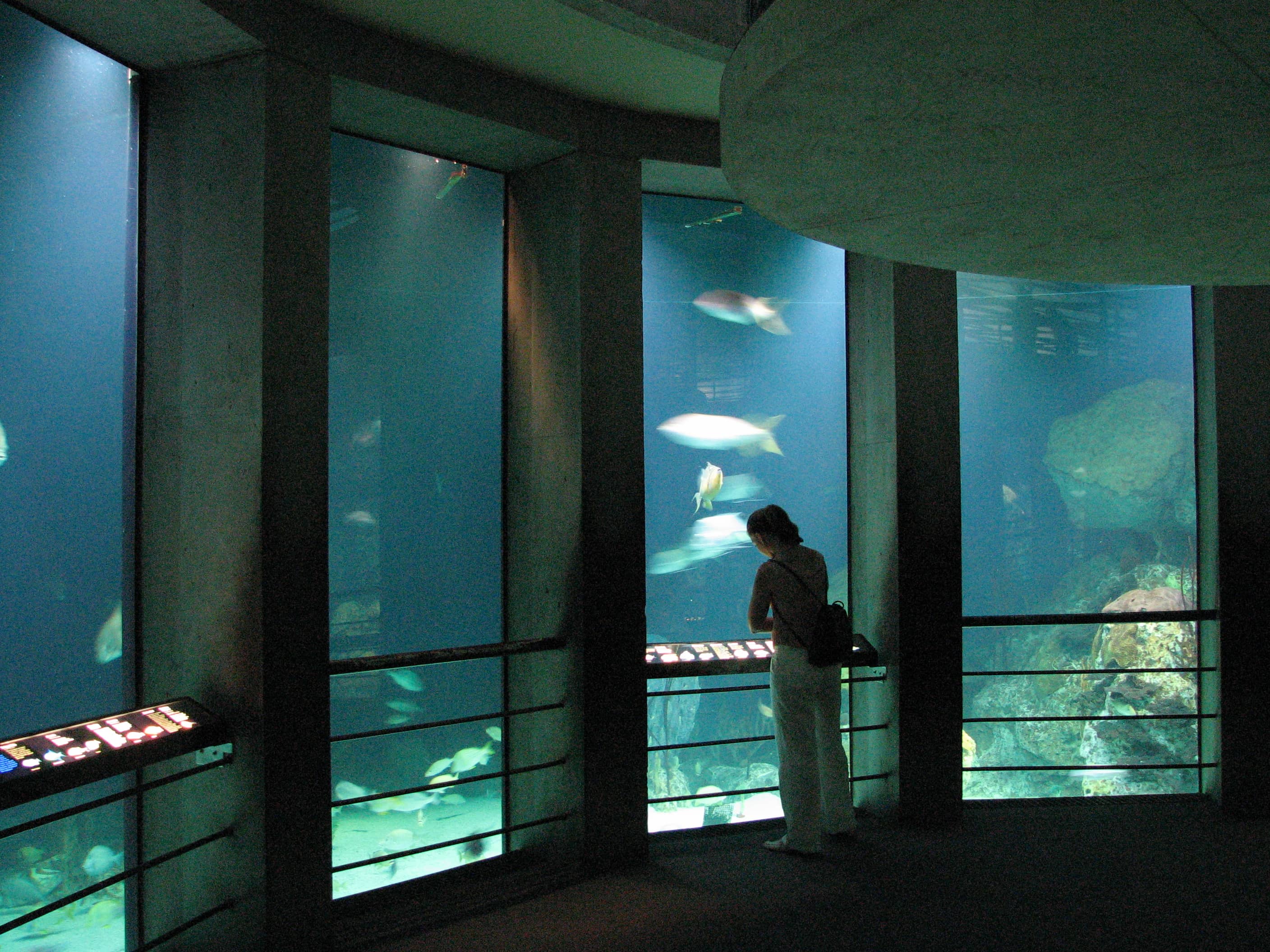 Shark Tank