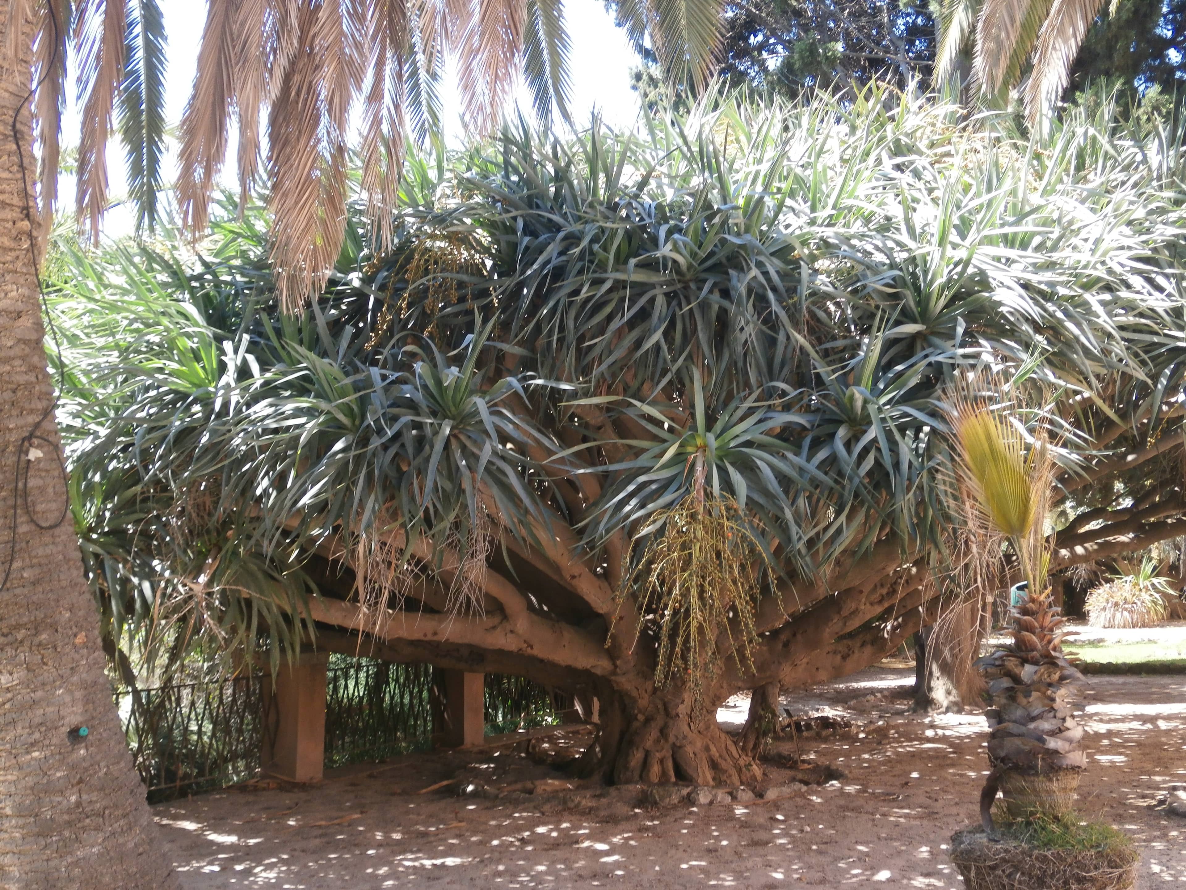 Succulent Sector