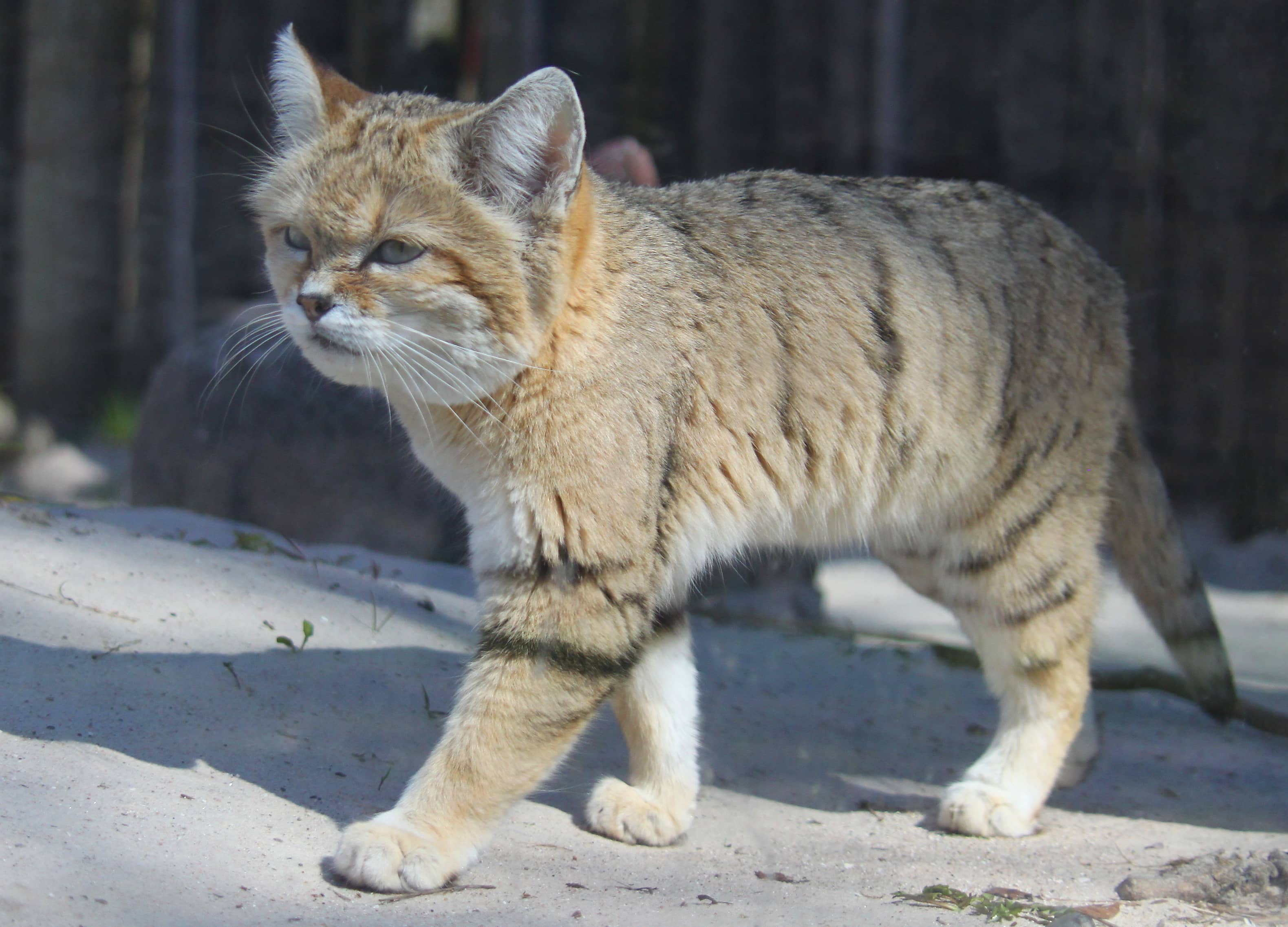 Sandcat Encounter