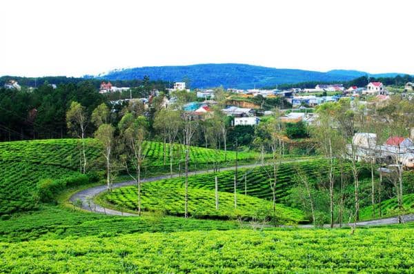 Expansive Tea Plantations