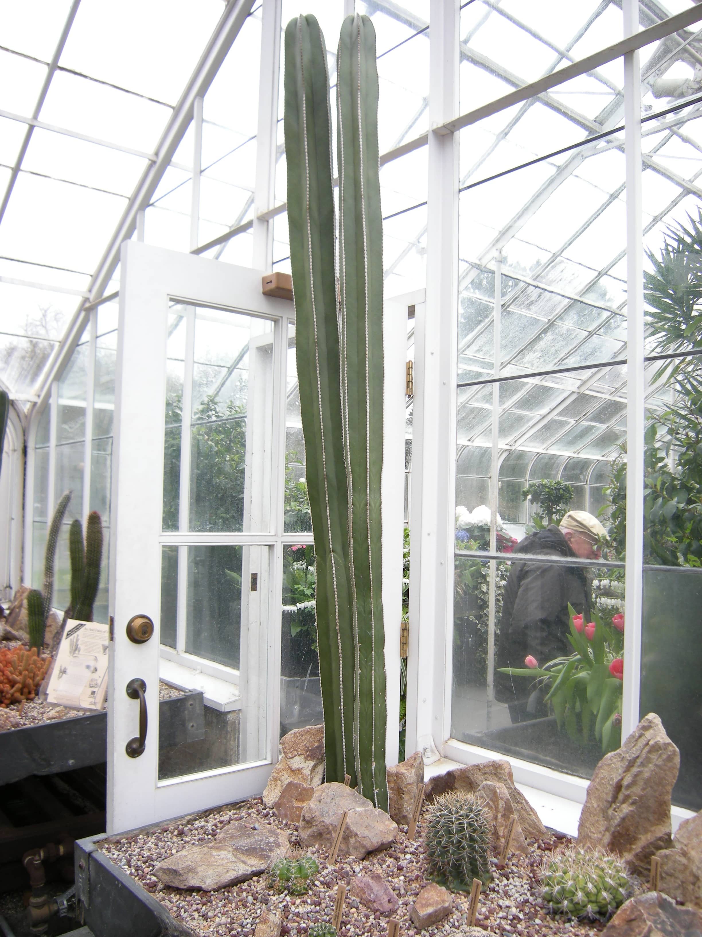 Cactus & Succulent Collection