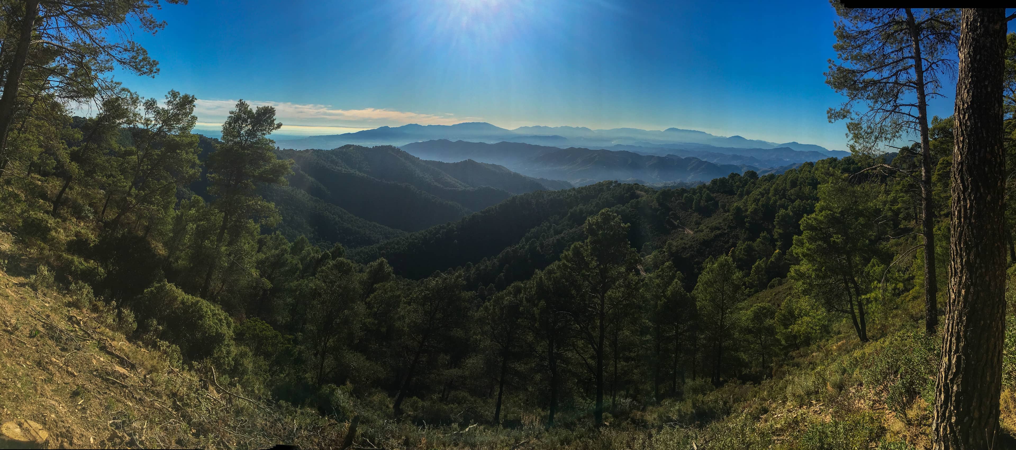 Dense Pine Forests