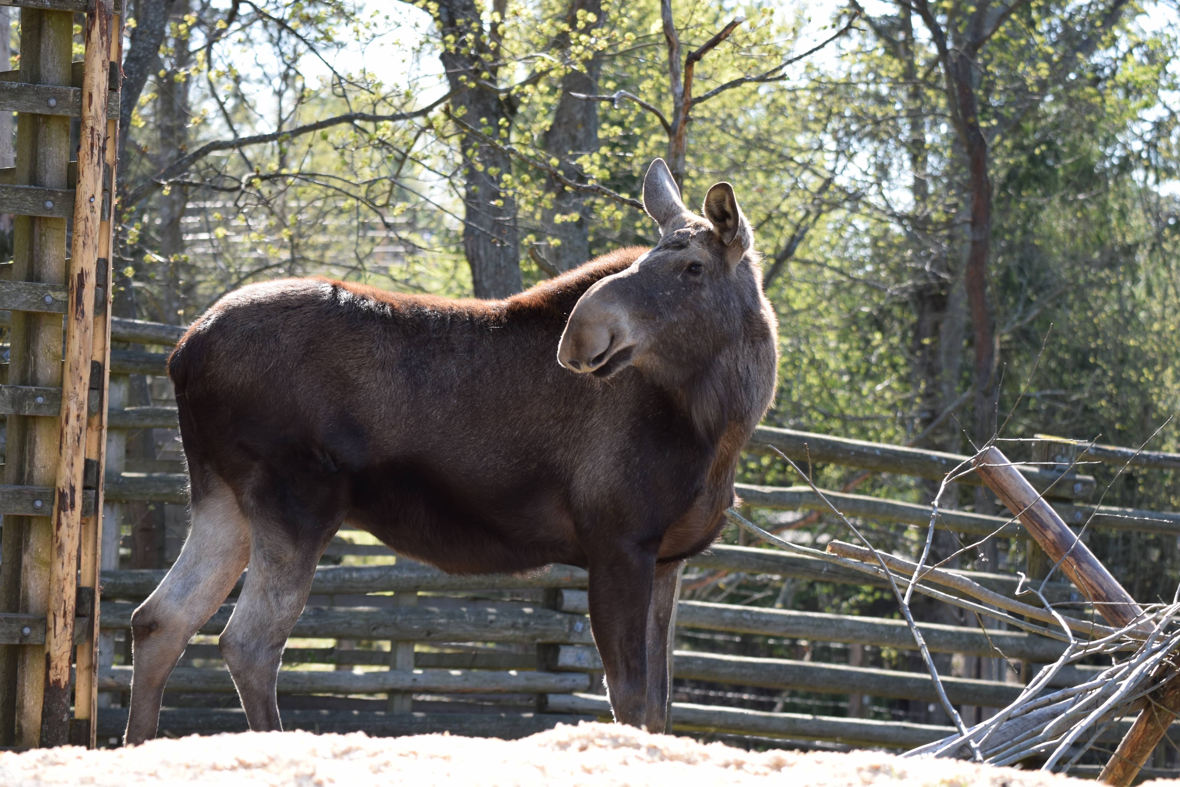 Nordic Wildlife Encounters