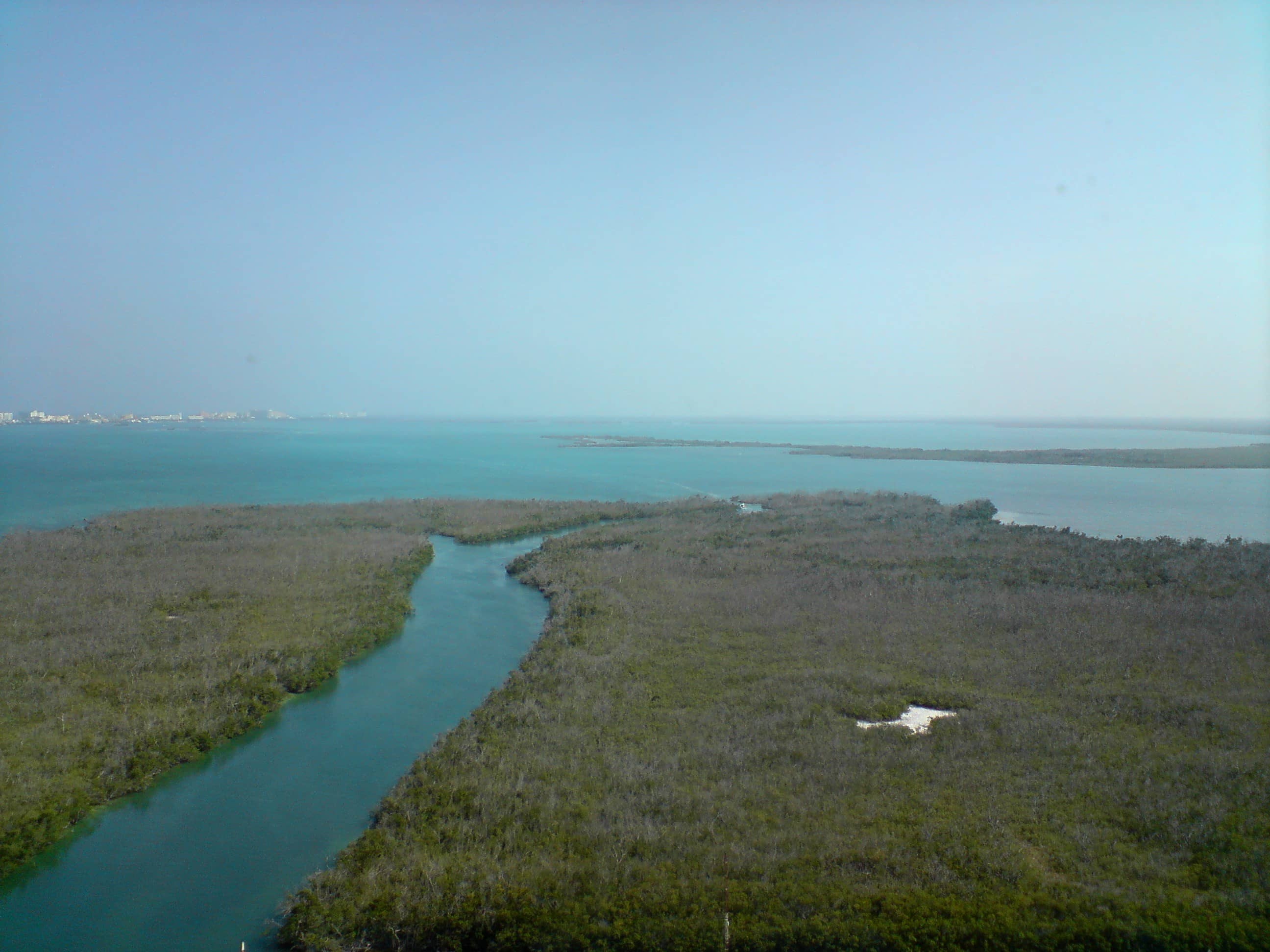 Explore the Mangrove Ecosystem