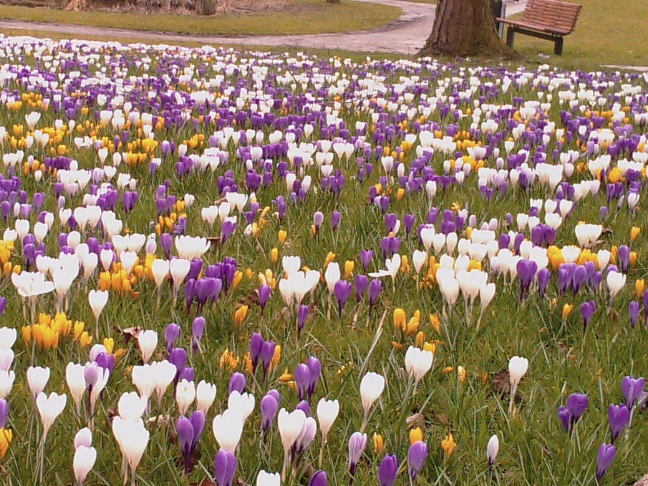 Spring Crocus and Snowdrop Displays