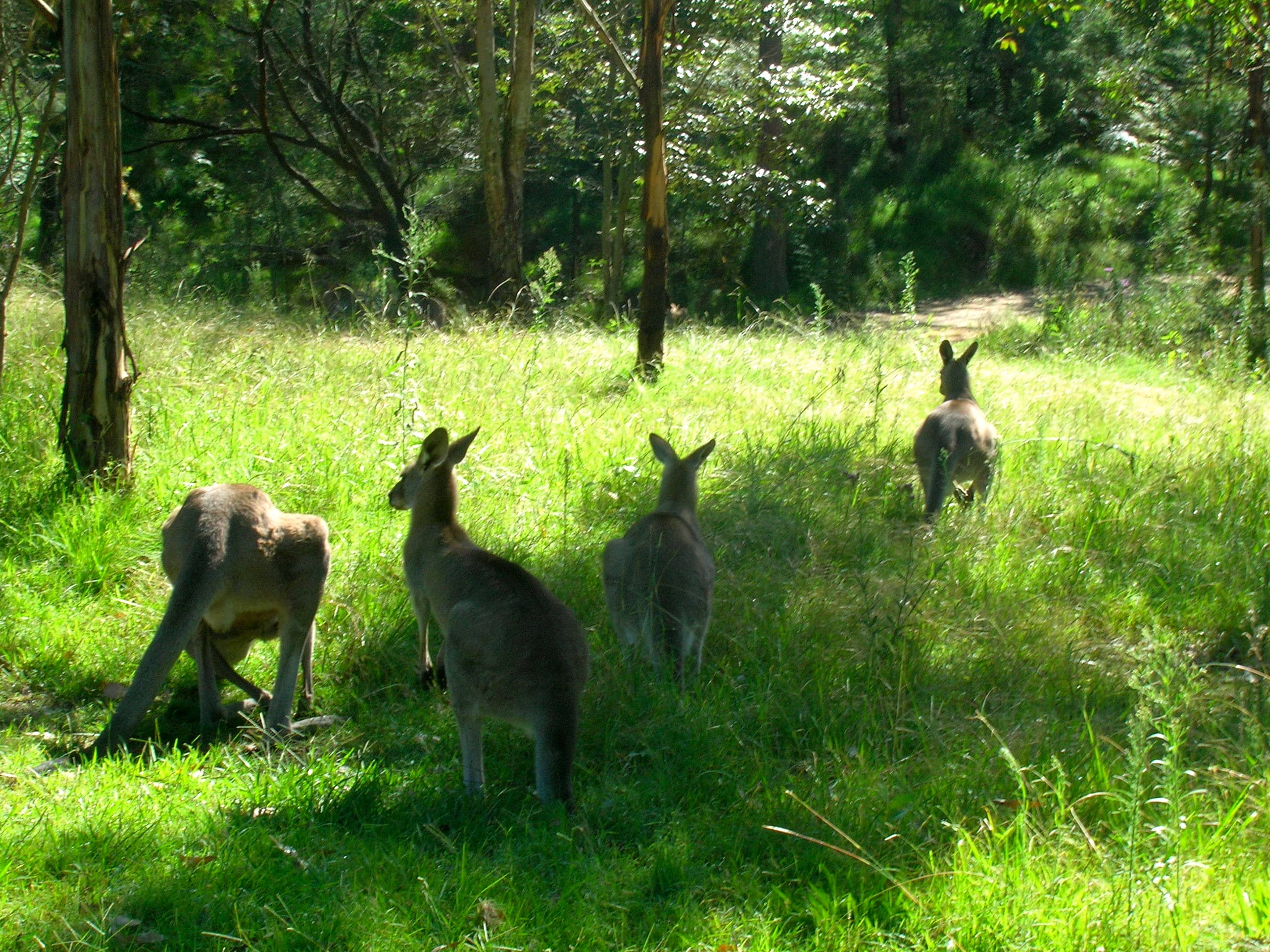 Abundant Kangaroo Sightings