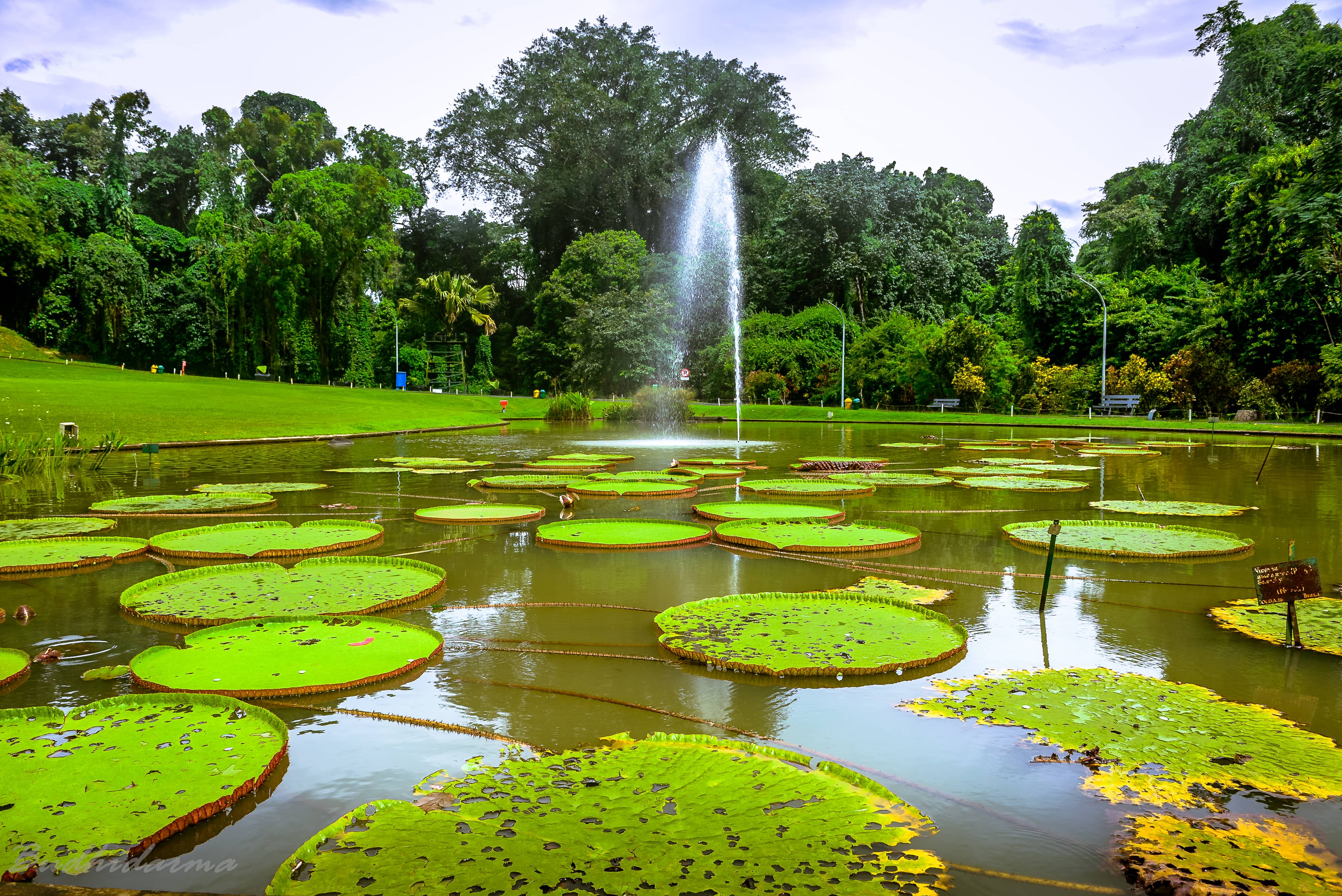 Mexican Garden & Aquatic Plants