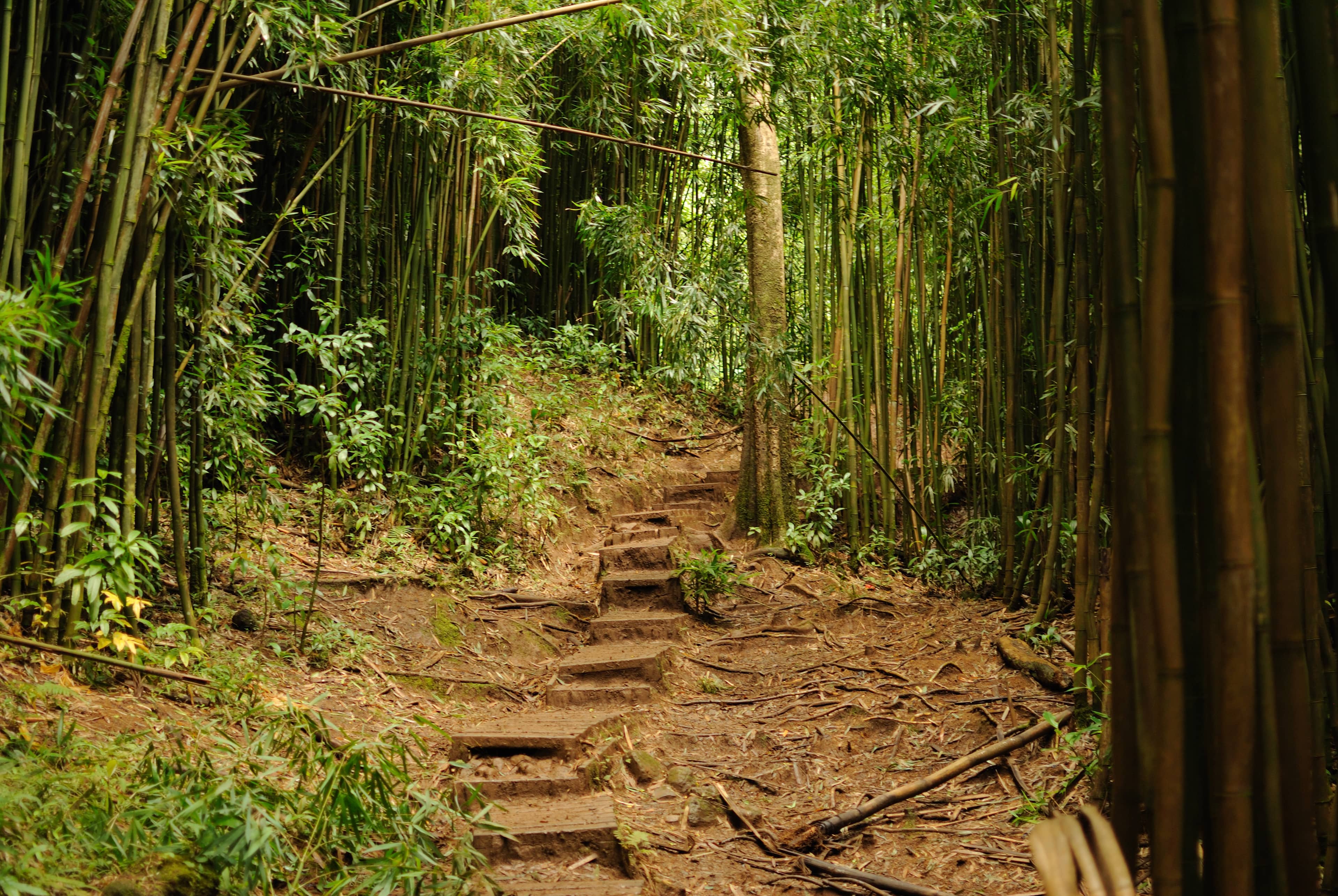 Jurassic Park Rainforest